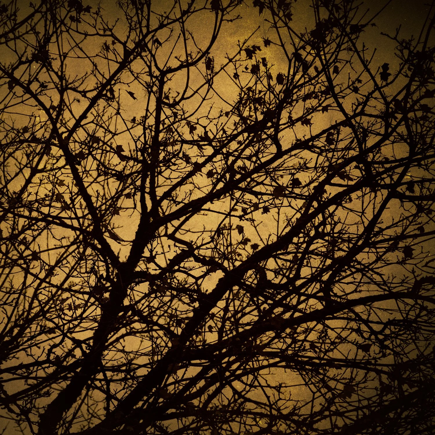 "Sacred Earth" [#42]