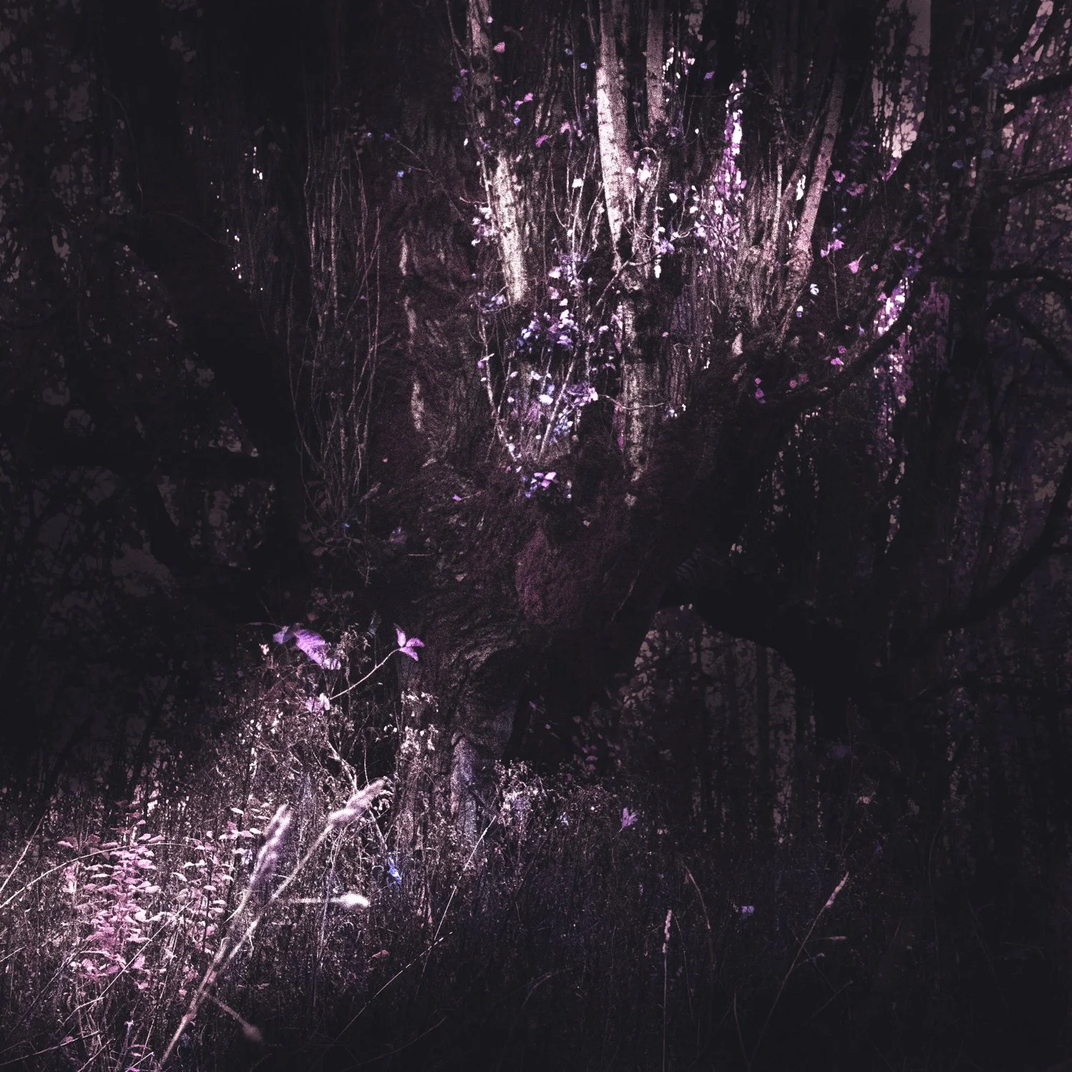 "Sacred Earth" [#43]