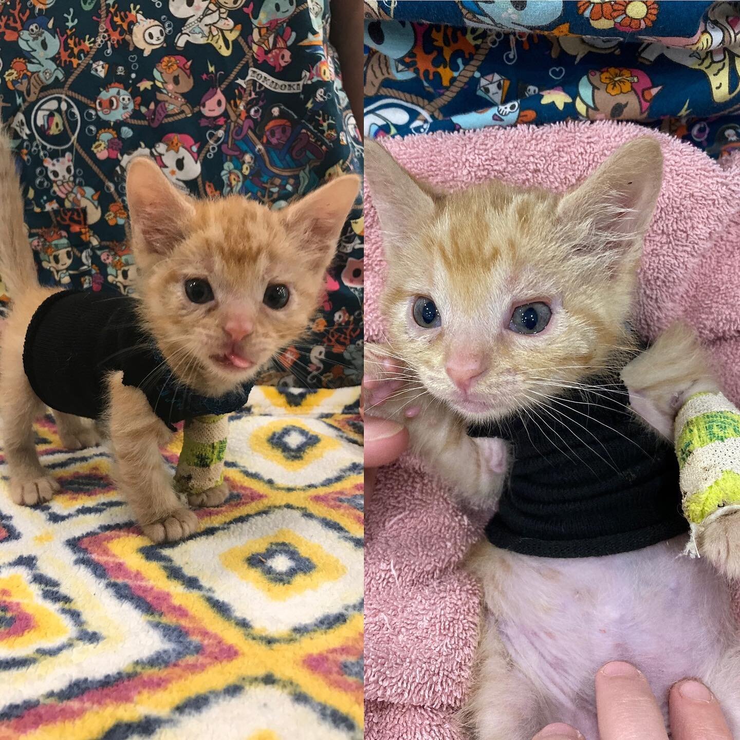 Hi, my name is Aslan. Why am I so sad, you ask?  Well I have a congenital collagen disorder which makes my eyelids a bit droopy and my skin tears easily. I have to stay in a little body suit to protect my skin. Please be sure to support Feral Feline 