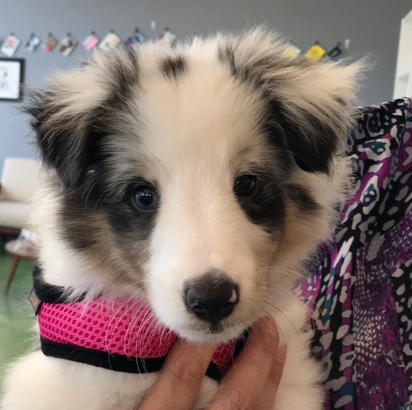 We had a surprise early seasonal change last week, meet Summer!!!She may look like an Aussie, but she is a different pure breed dog that we do not see often. Anyone want to guess her breed???