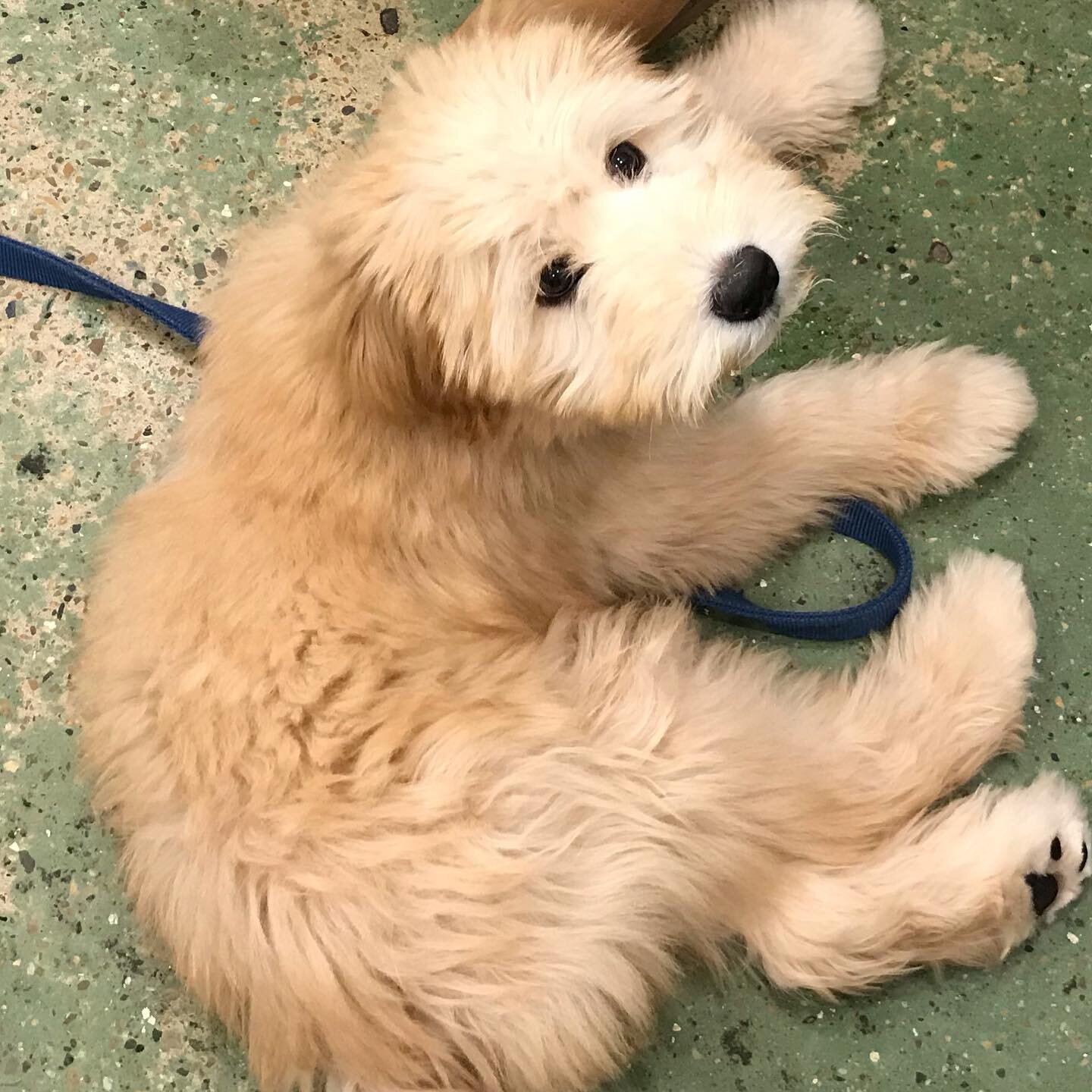 Hard to tell if Beaker is a puppy or a fluffy puppet :). Any one guess what this breed is?  I don&rsquo;t get to see many of these anymore.