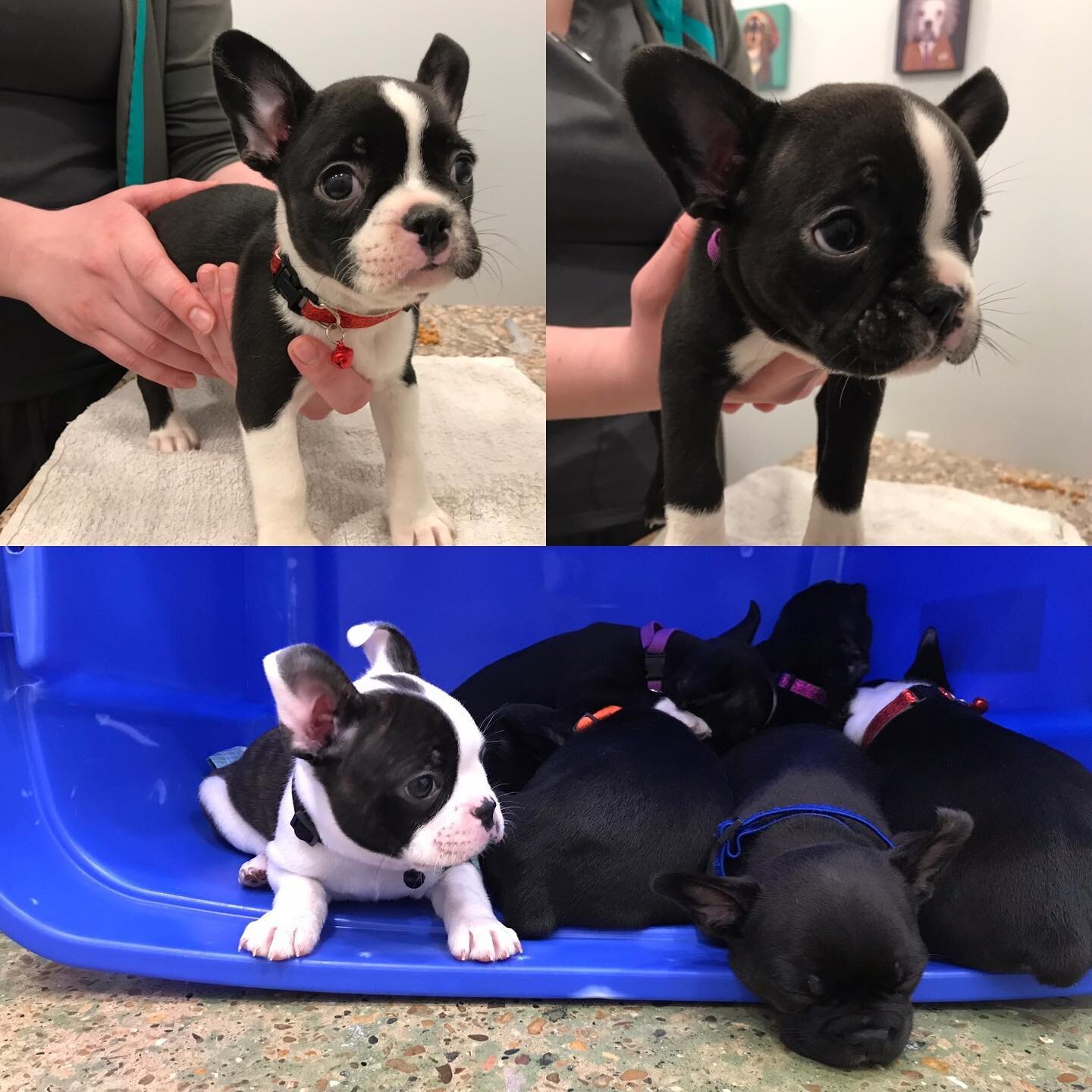 We had 9 smooshies to snuggle and vaccinate today.... Anakin and Mace are at the top, and at the bottom, Hank is keeping watch while his buddies sleep.
