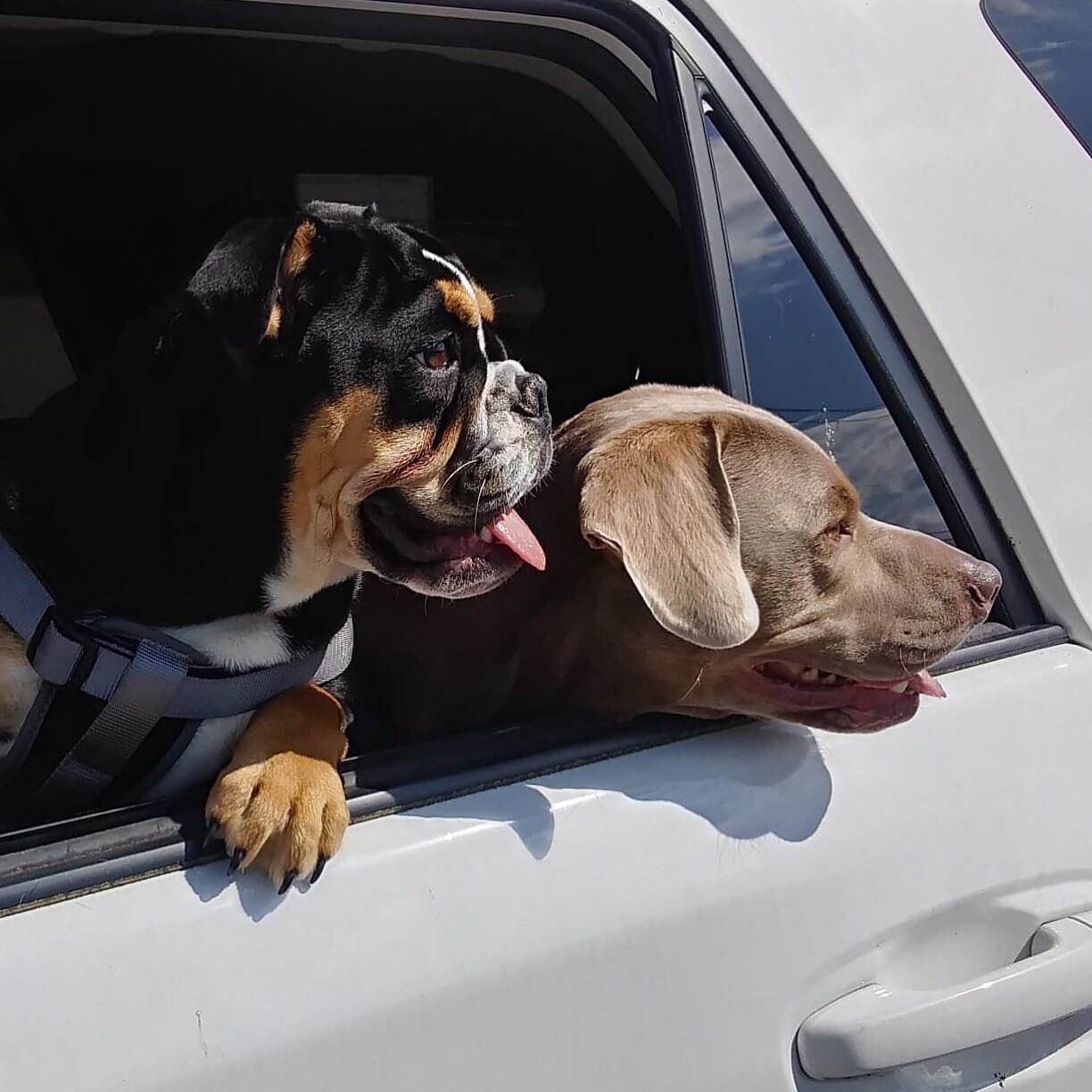 Our curbside cuties of the day!! Raisin and Kodak were checking out all the activity on Sevier Ave while waiting patiently for us.