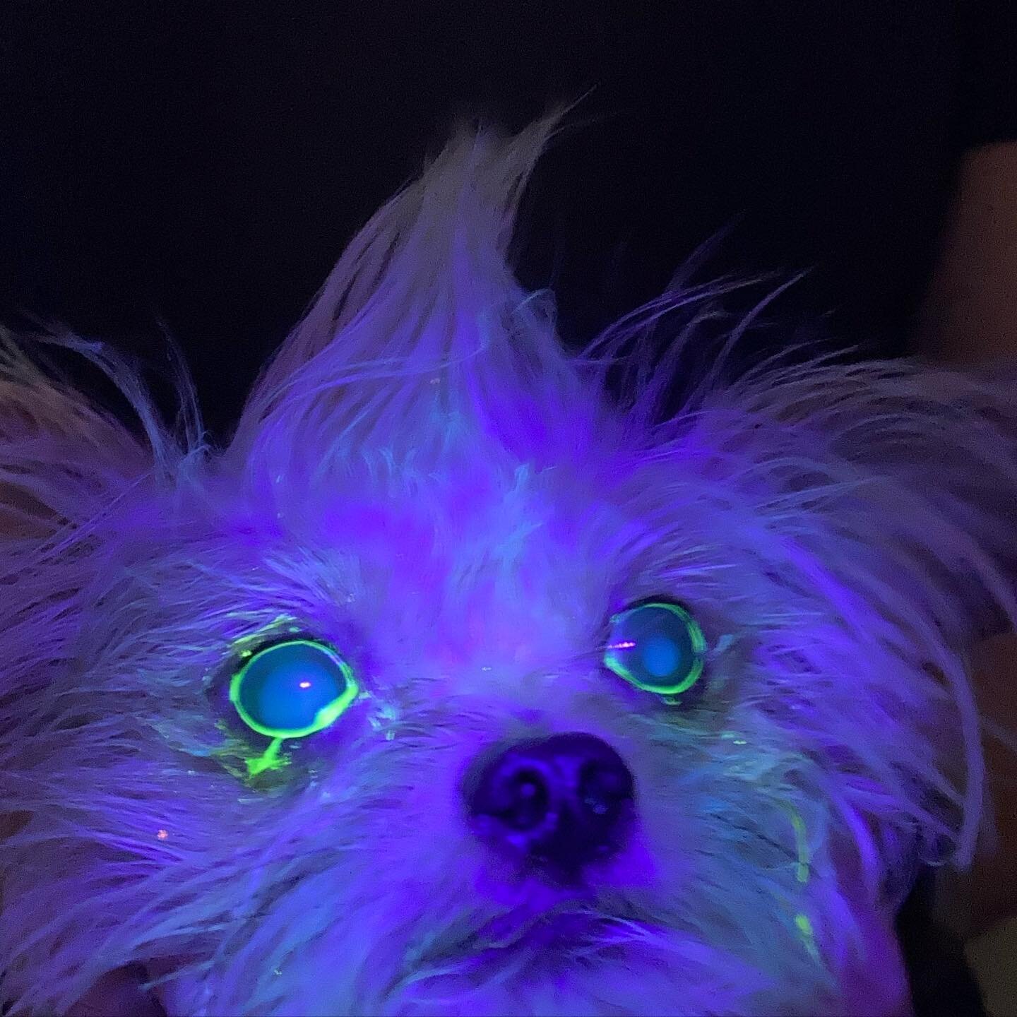 Pros and cons of a corneal ulcer recheck... Gizmo is excited that his ulcer is all healed, but you look a little creepy if you go to a rave.