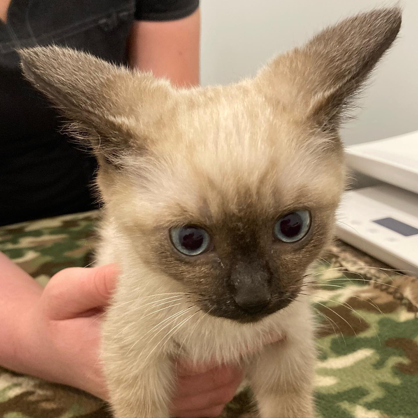 Butterbean had a really rough start as a stray, we almost lost him.  I think being half Fennec and half Pok&eacute;mon, gave him super powers to survive. Now he just needs to grow into those ears.