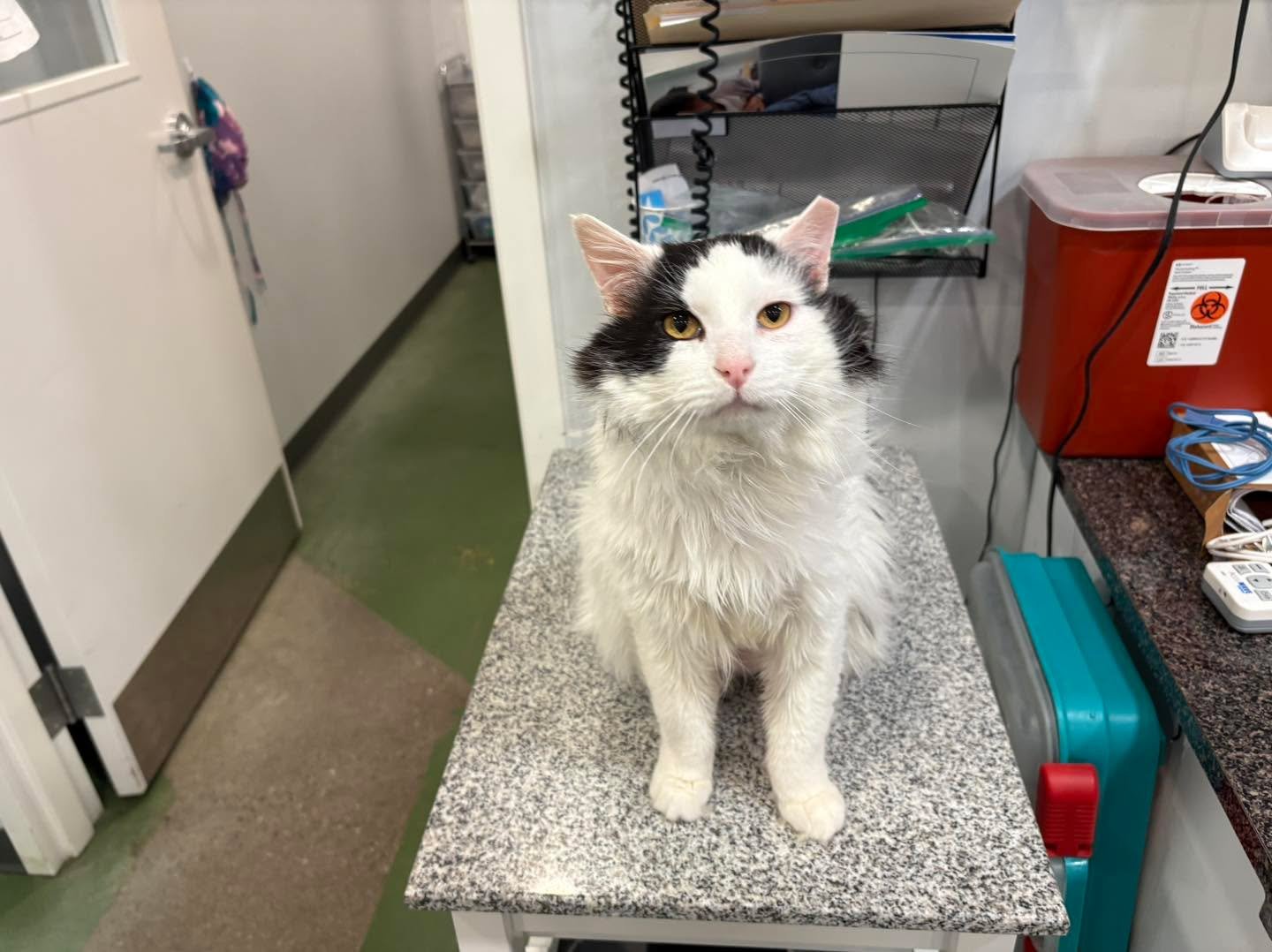 Meet Oscar! Oscar came to us as a feral but quickly realized being loved, brushed, cuddles and air conditioning was much better than the streets! 

Oscar is up for adoption! He lives here at the clinic if you would like to come meet him. 

He is FIV 