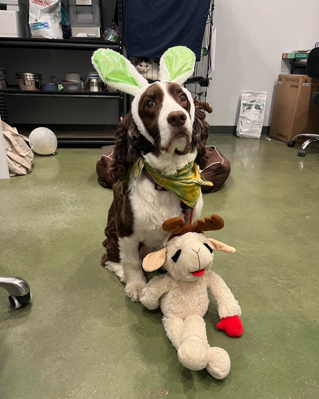 Happy Easter! Stella and Papazon wanted to let you know that we will be closed Friday April 18th and we will be back Monday April 21st. 

If you need any medication refills or rx food please call the clinic and let us know! 

🐣🐰🌷