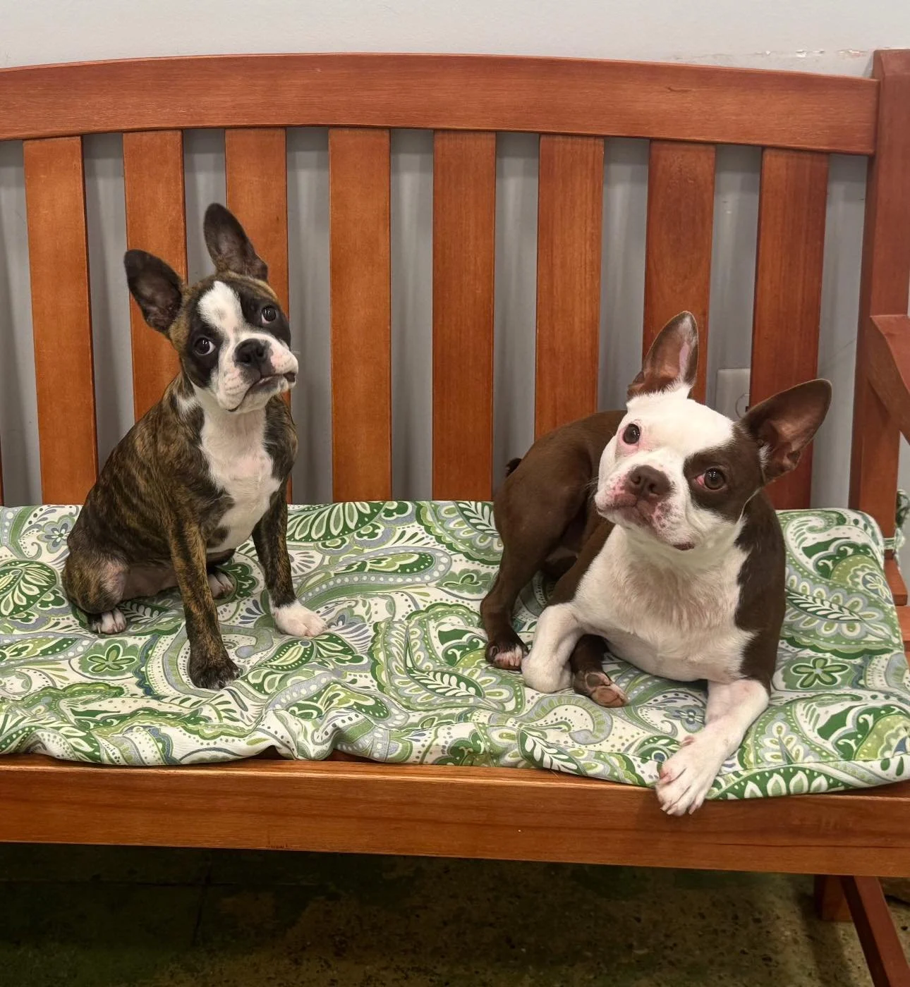 Eleanor Rigby and Penny are so happy it&rsquo;s Friday and are ready for the weekend 🥰