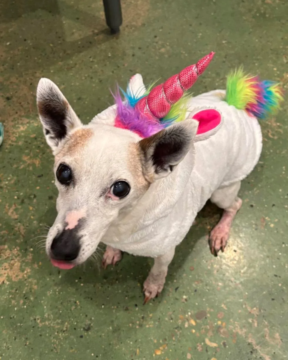 Happy Halloween! 👻