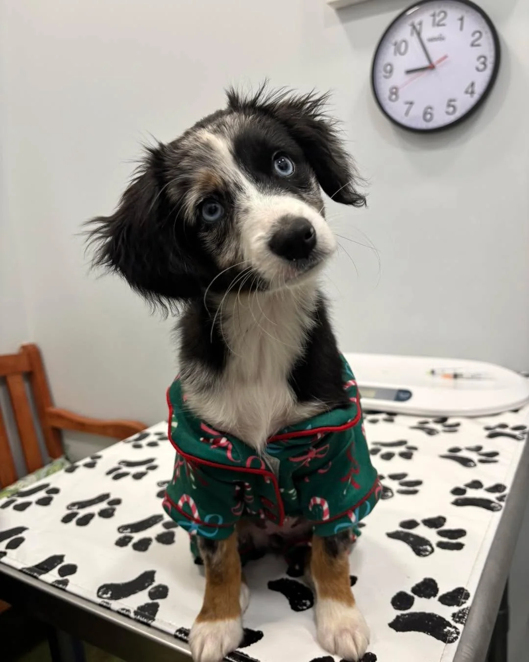 Chef came to visit us today in her Christmas pajamas ❤️💚