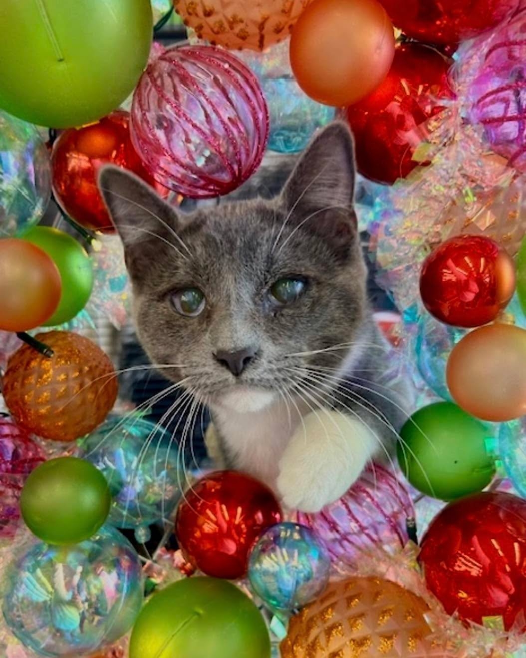 Meet Cinza his name means gray in Portuguese. He has some problems with his eyes but that doesn&rsquo;t slow him down. He is looking for his forever home and is available through Feral Feline Friends of East Tennessee.