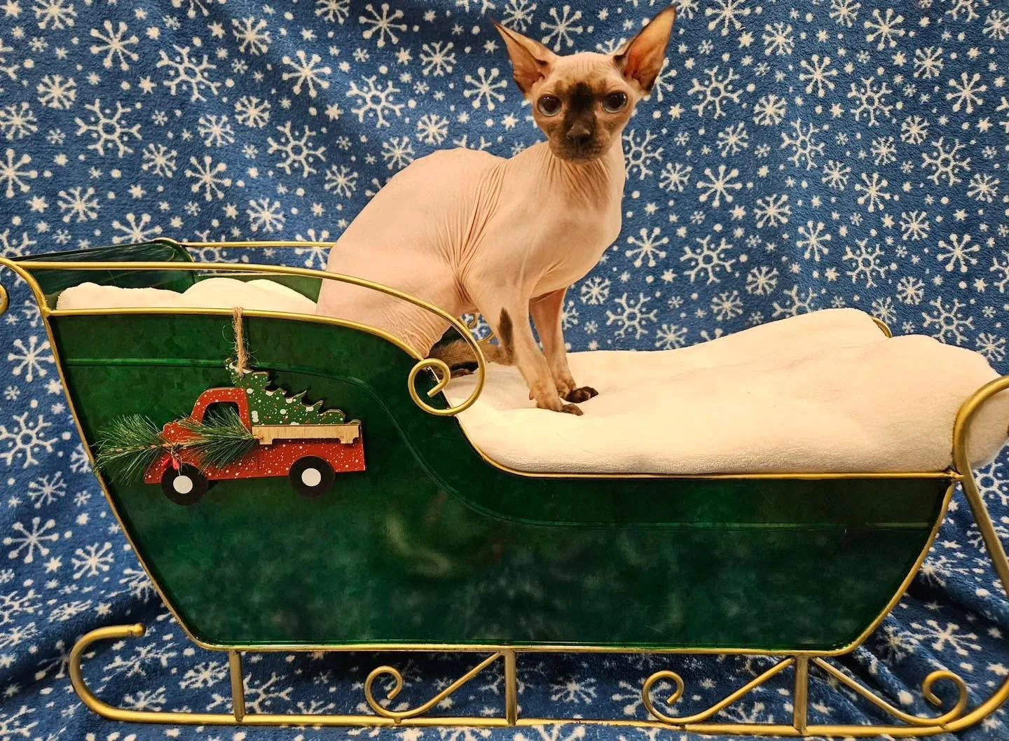 12 days of Christmas featuring our clinic cats!
Starting day one is our very mouthy Sphynx Egypt!❤️💚