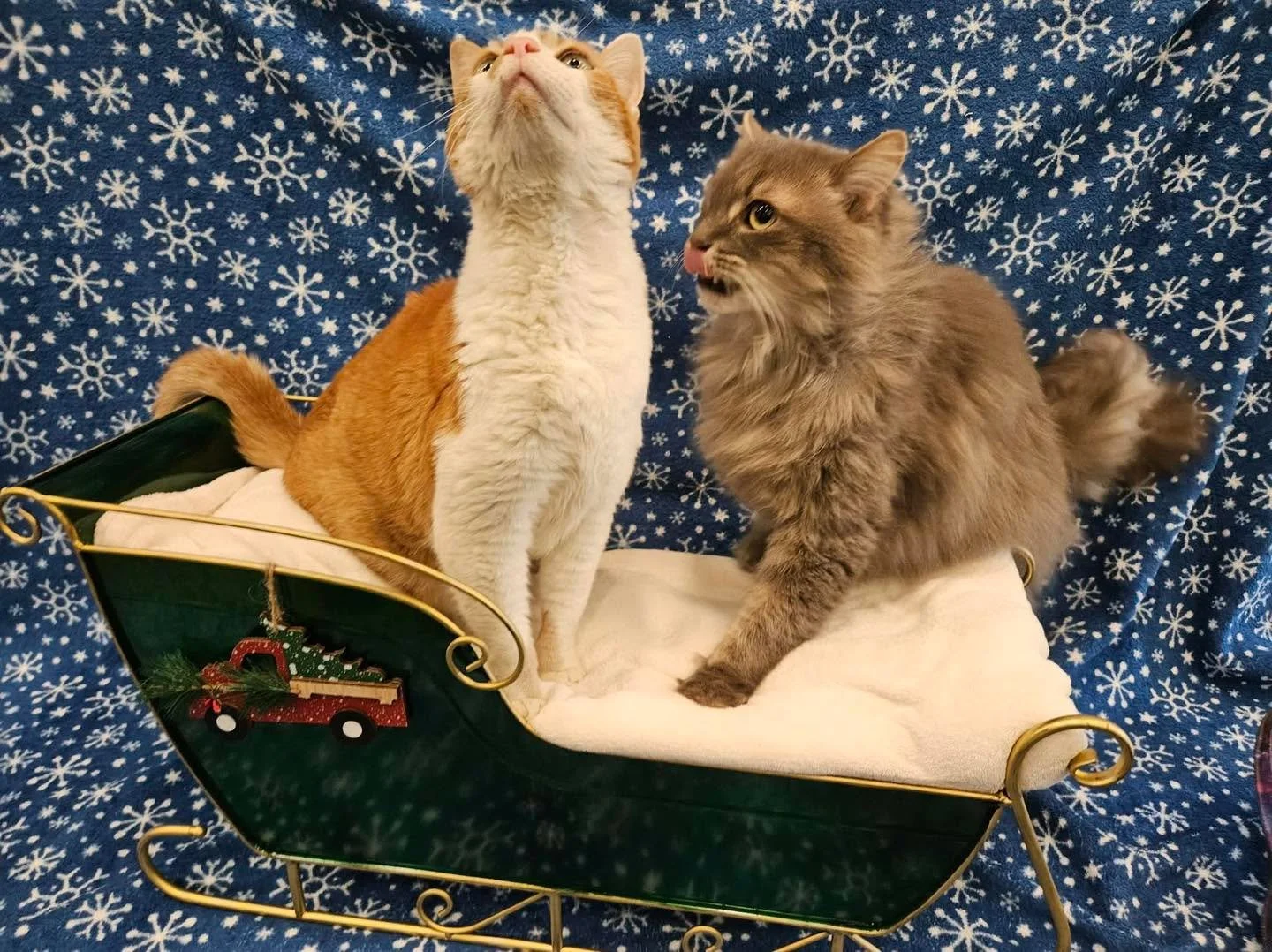 11th day of Christmas brought to you by the chip brothers Chipply and Cheeto. 💚❤️