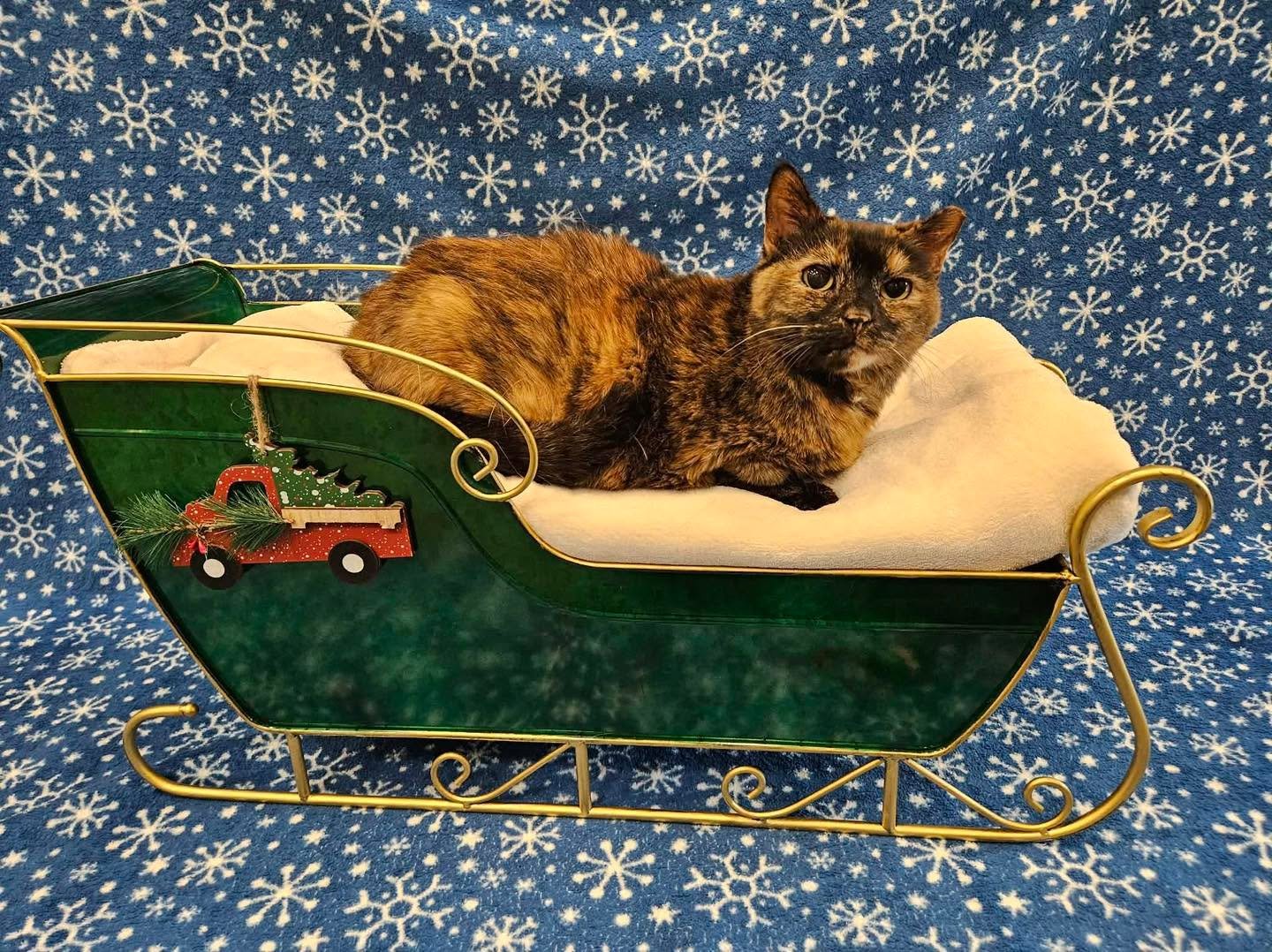 For the 10th day of Christmas is our gummy princess Marilyn Monroe! 

✨available for adoption✨