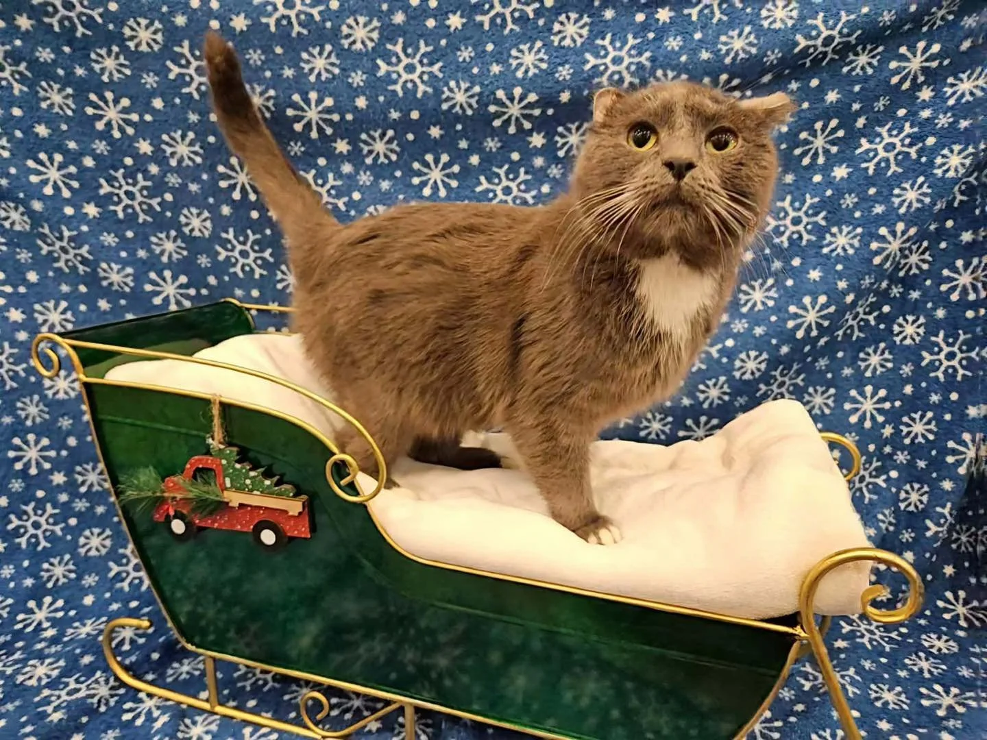 On the 9th day of Christmas Santa brought us Parrot! 💚🦜❤️

✨available for adoption✨