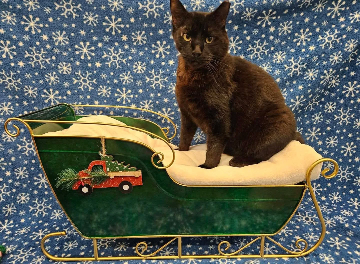 For the 8th day of Christmas we have Geo💚❤️

✨available for adoption✨