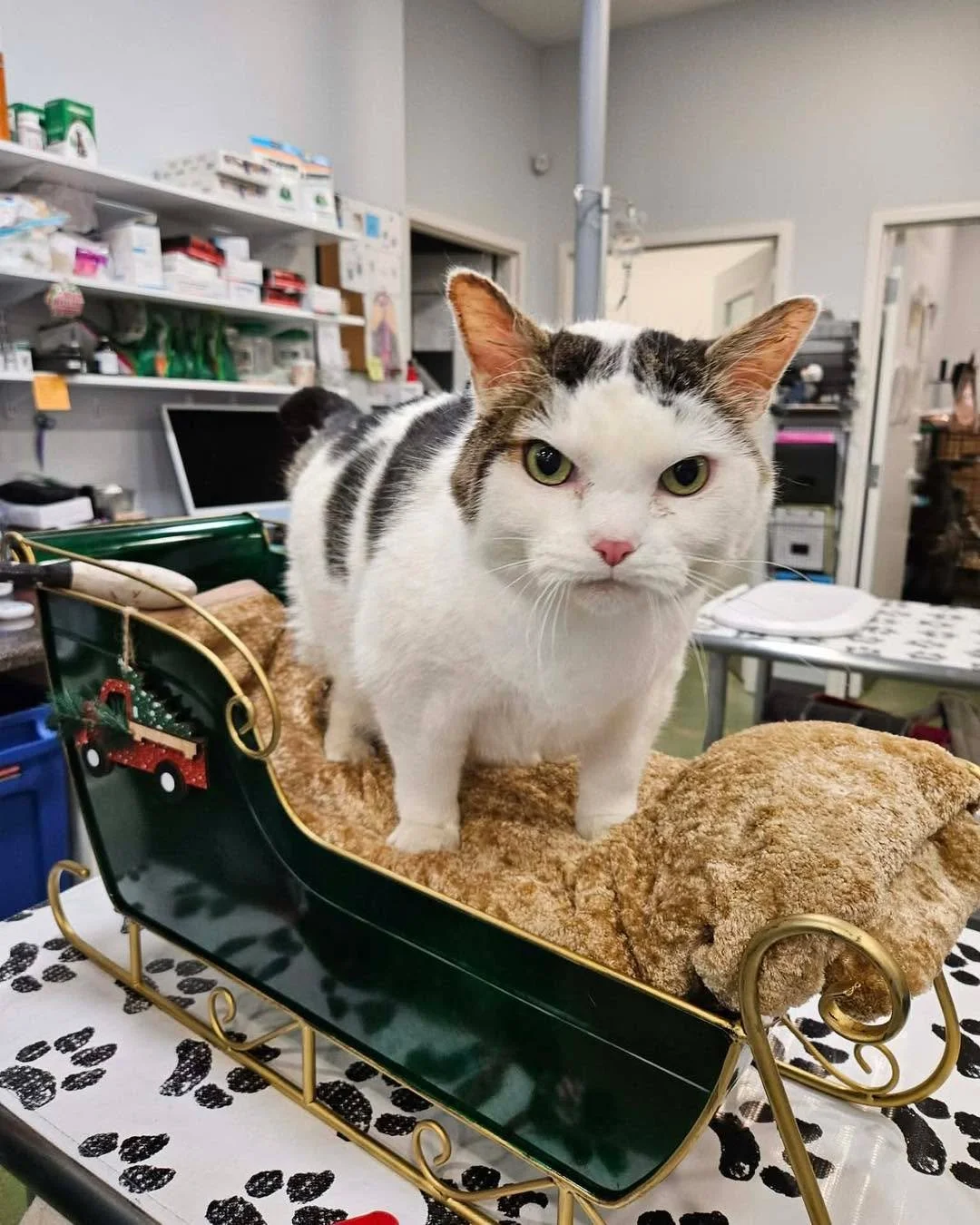 The 7th day of Christmas is brought to you by our mean mugging grumpy Papazon 💚❤️

✨available for adoption✨