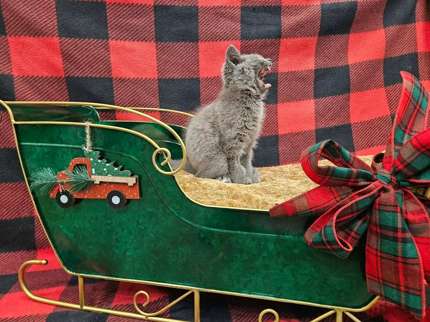 On the 6th day of Christmas Santa brought us Marty Munchkin ❤️💚