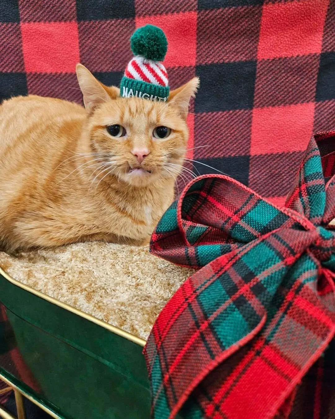 Red brings you the 5th day of Christmas. 

Fun fact there are more days left until Christmas than Red has teeth😆