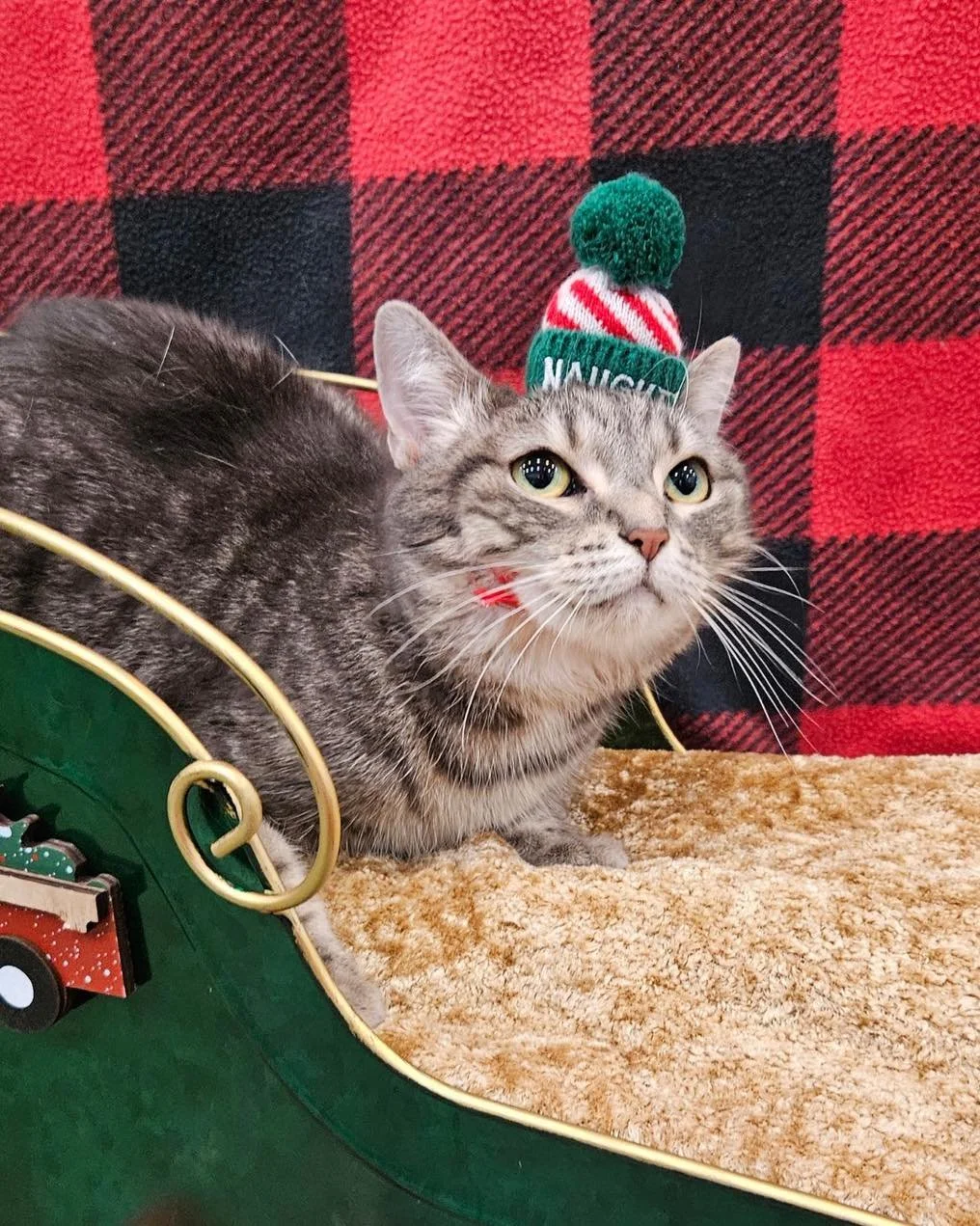 Marigold bringing you the 3rd day of Christmas! 💚❤️

✨available for adoption✨