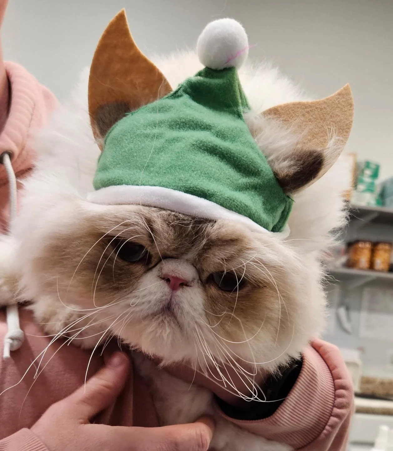 Taking a break from our 12 days of Christmas. Puff the elf wants to let everyone know that the clinic will be closed December 24th-28th. We will be back from Christmas break on Monday Dec 29th