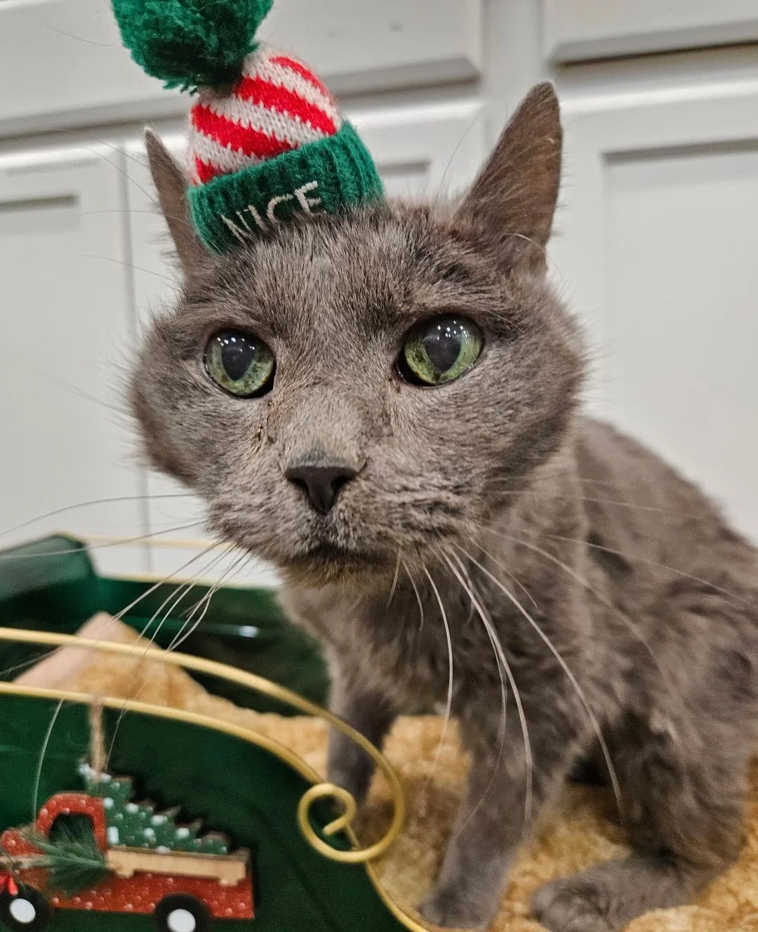 Saint Nick bringing you the 2nd day of Christmas ❤️💚🎅🏼