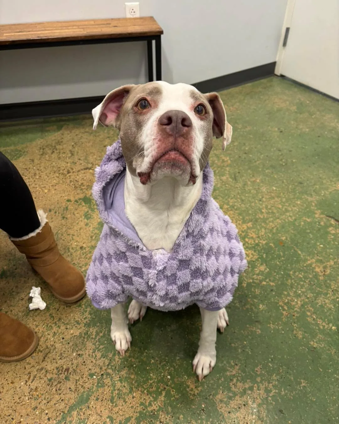 Phoebe braved the cold to come see Dr. Norman today💕❄️