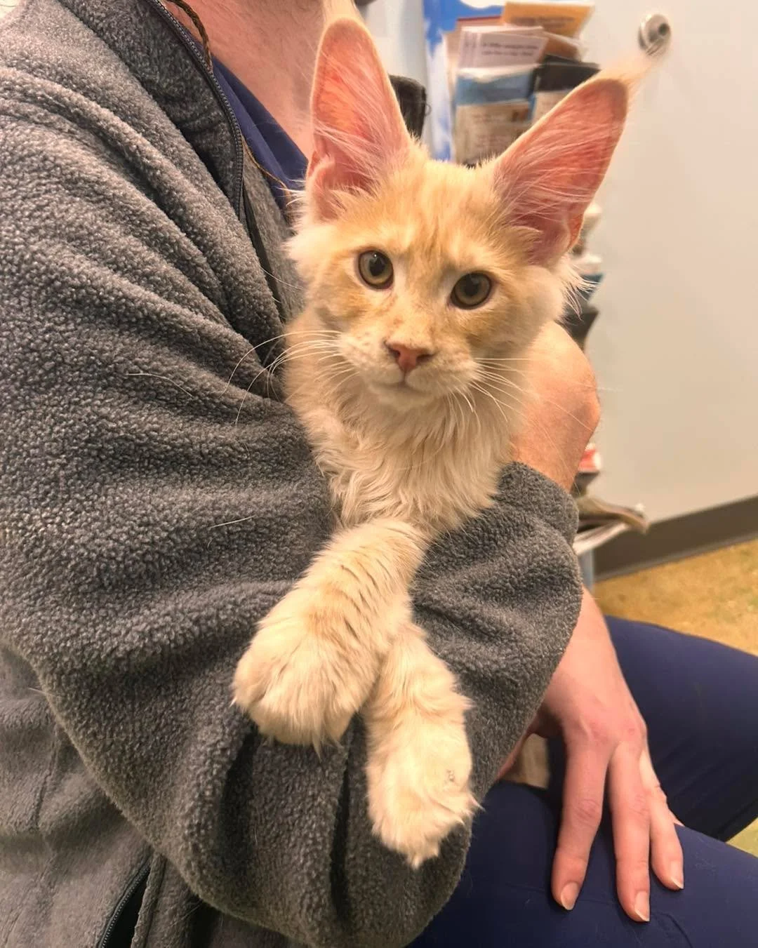 Meet Victor! He is a rescue kitten from 🇺🇦 Ukraine. He even brought us his passport!