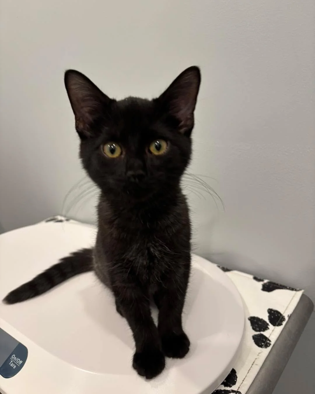 Chunk wants to know if you have any treats 💕 please keep bringing us cute kittens 🥰