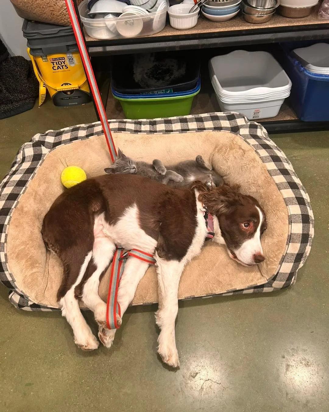 Some of us stayed up too late watching the Super Bowl 🏈