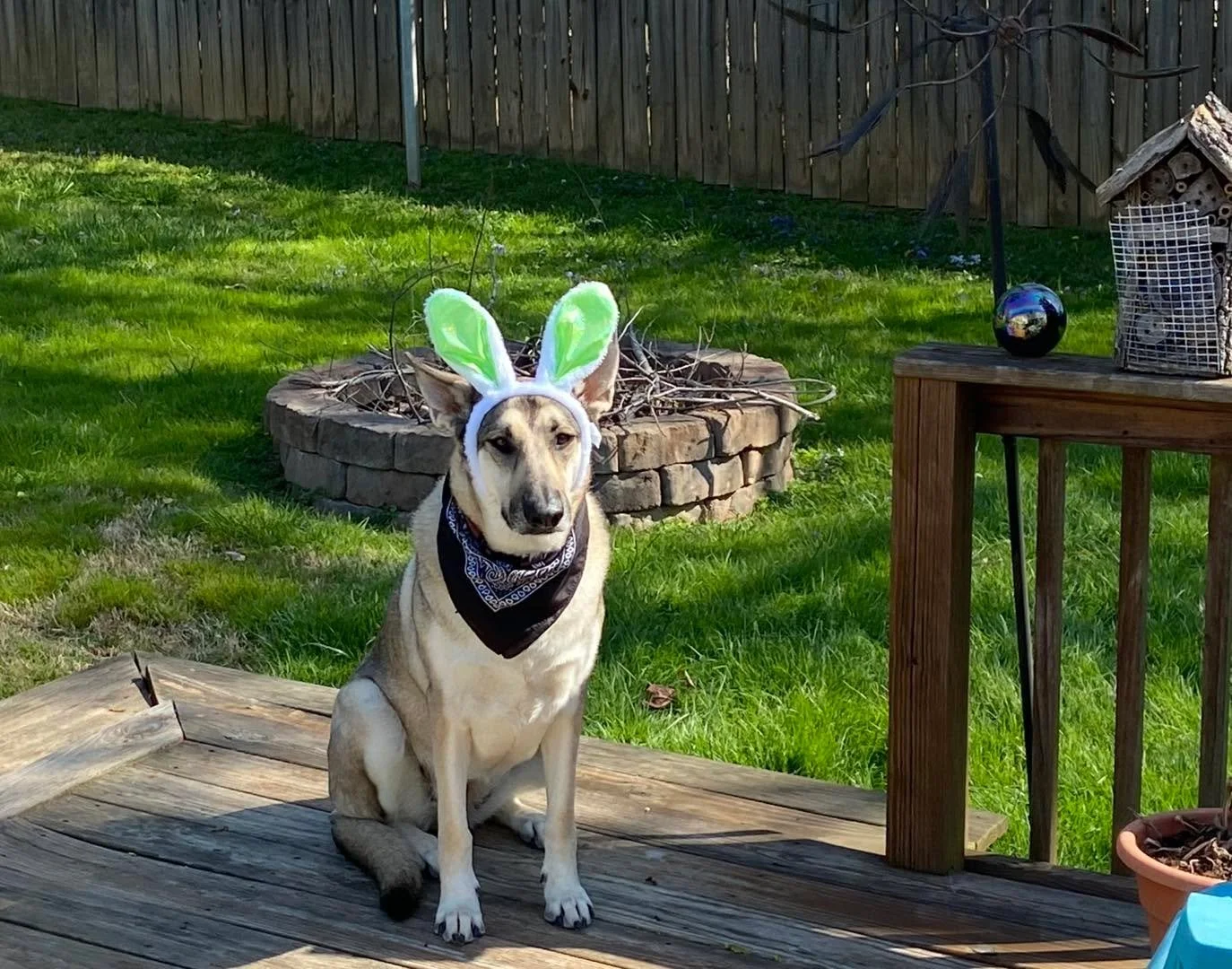 Happy Easter! The Clinic will be closed this Friday for the Easter weekend.  Idgie the Easter bunny wants to make sure you have enough food and medications for your Easter baskets! 🐣🥕🐰
