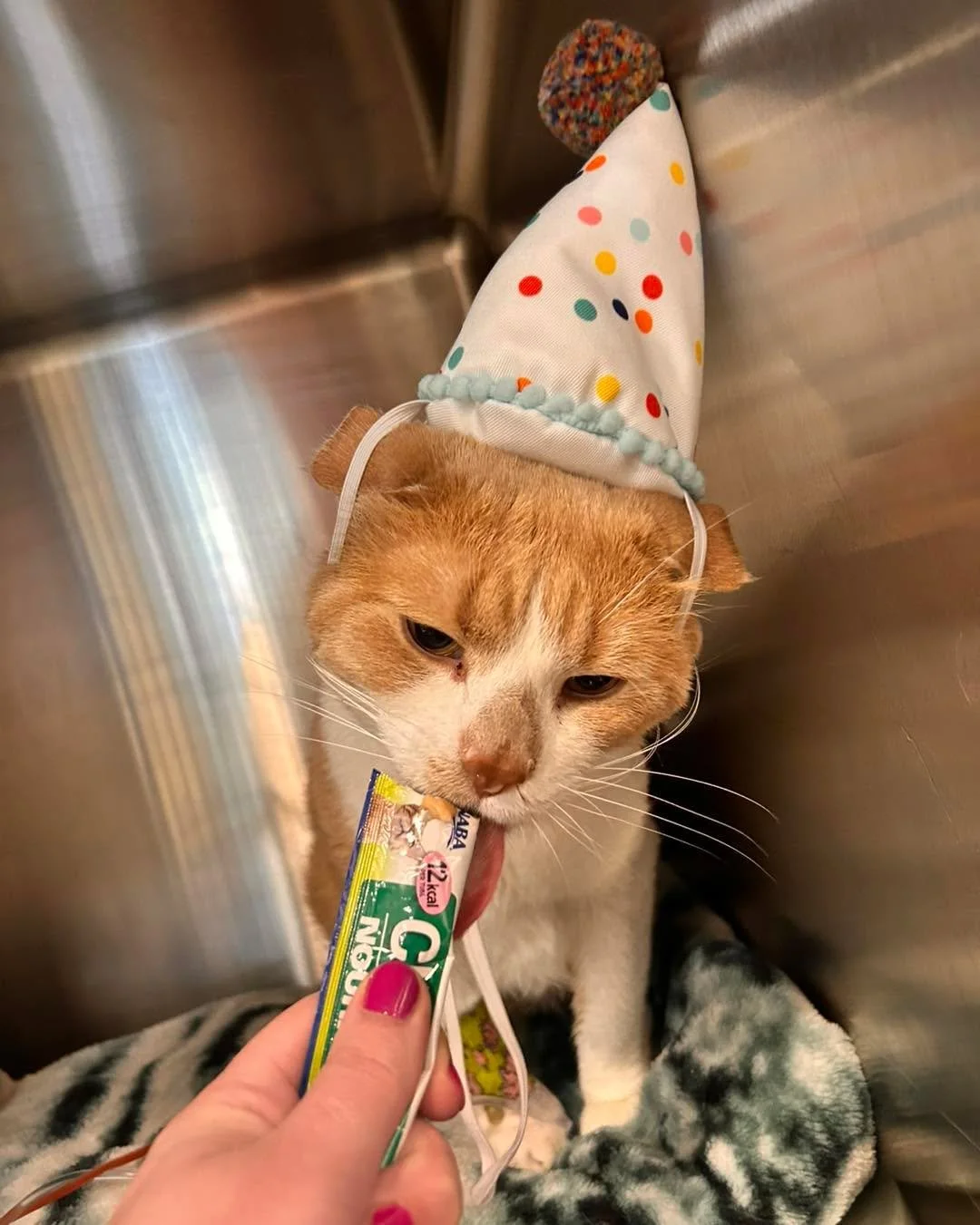 Noodle decided to spend his birthday with us but don&rsquo;t worry we still celebrated! 

Happy Birthday Noodle!!!🎉🥳