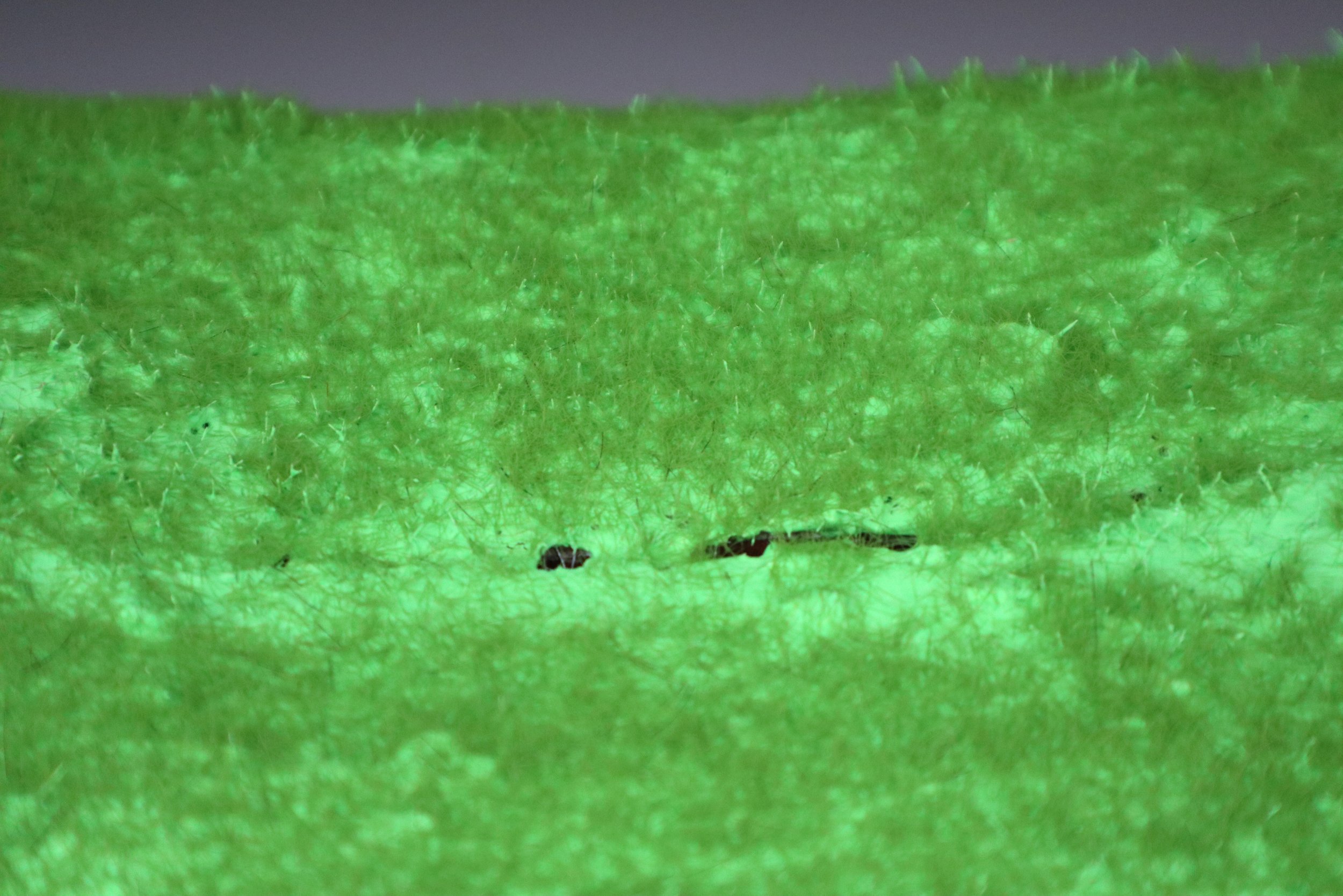 Lichens 5d.jpeg
