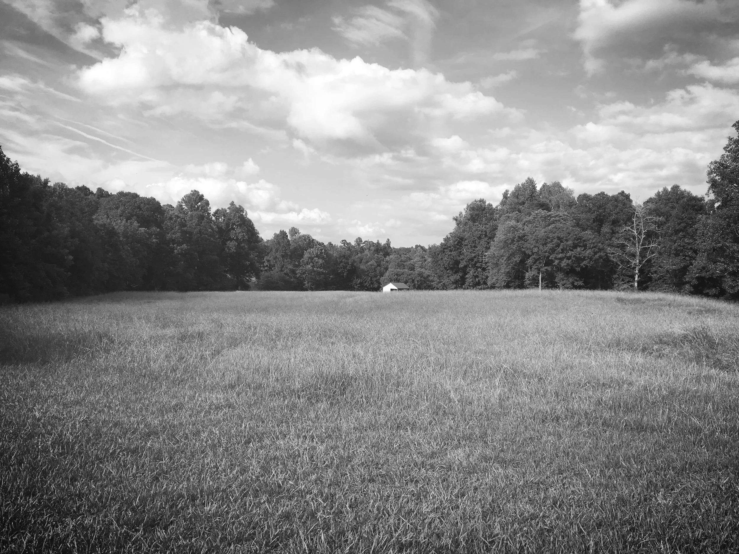back pasture.jpg
