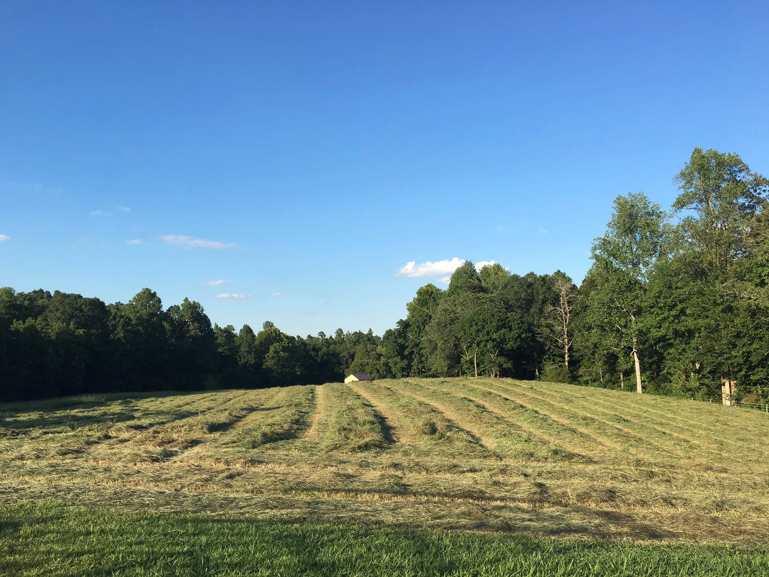 hay.jpg