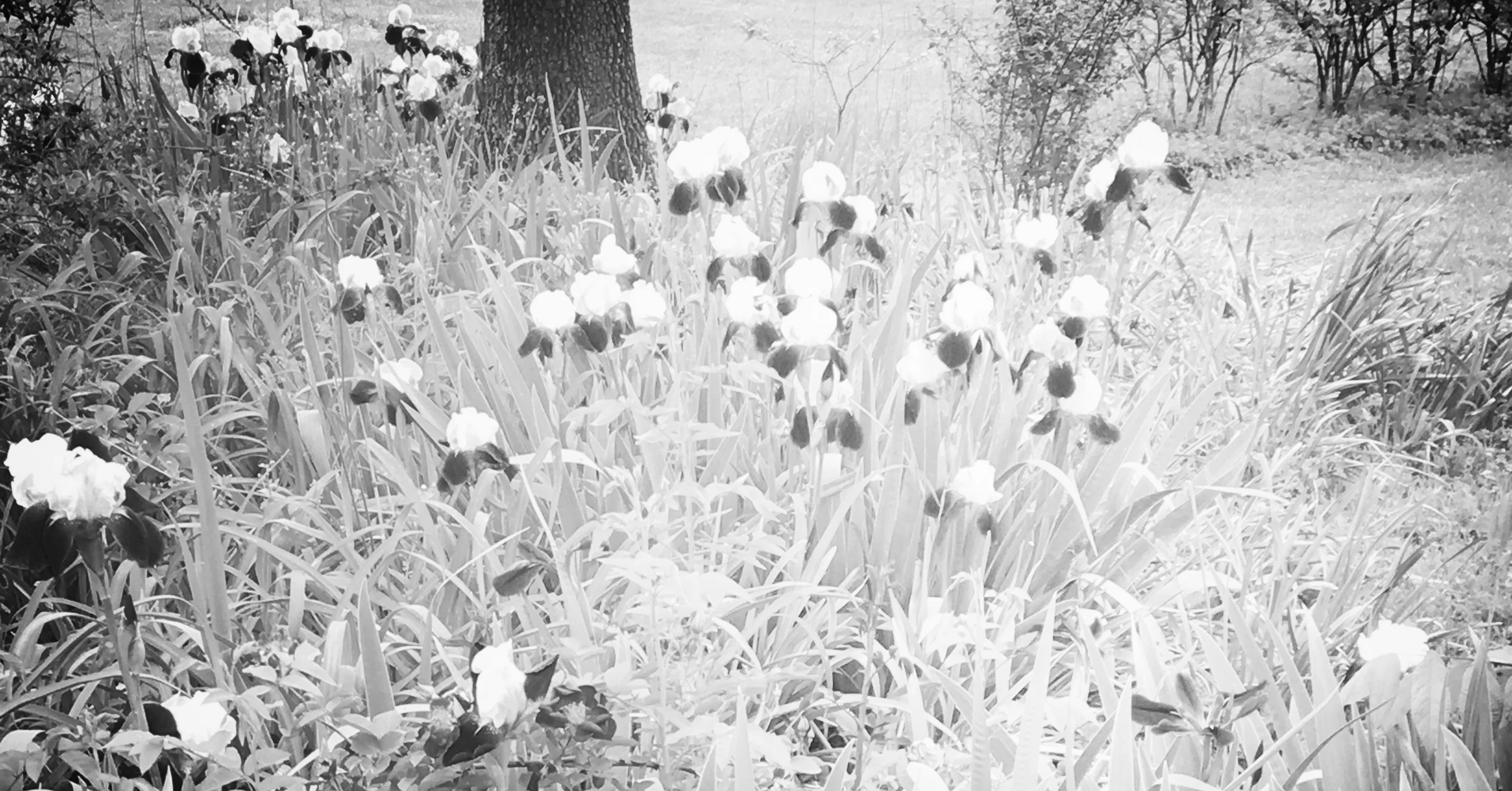 flowers.jpg