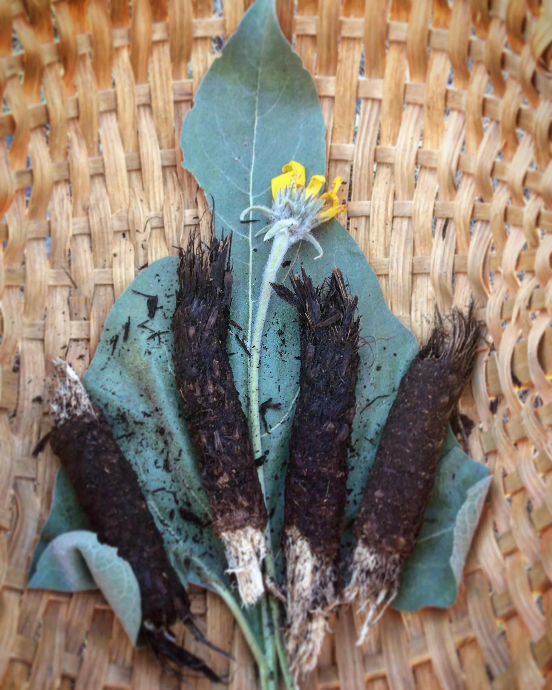 arrowroot balsam.jpg
