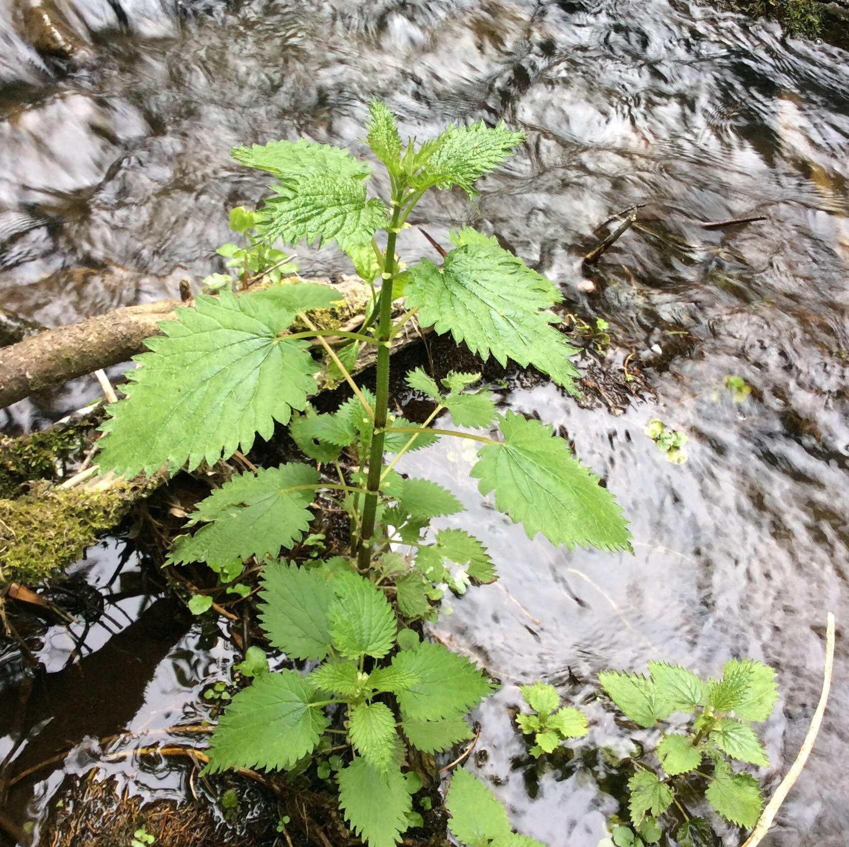 Nettle.jpg