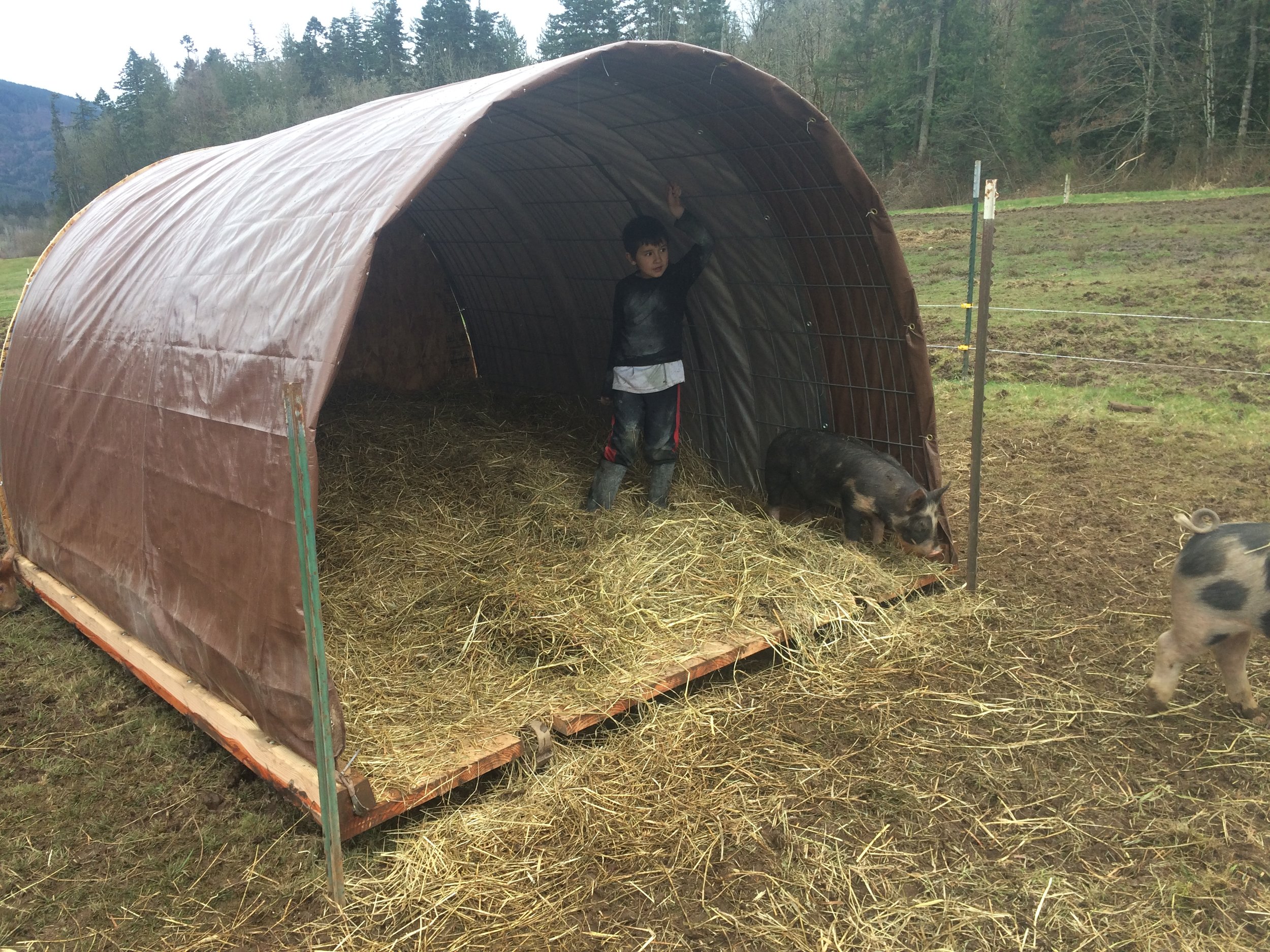 The pigs (and Ramone) exploring their new house...tposts in the front corners for scratching posts