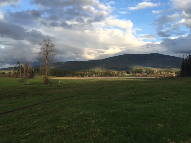 Squalicum Lake basin looking fresh on April Fools day afternoon
