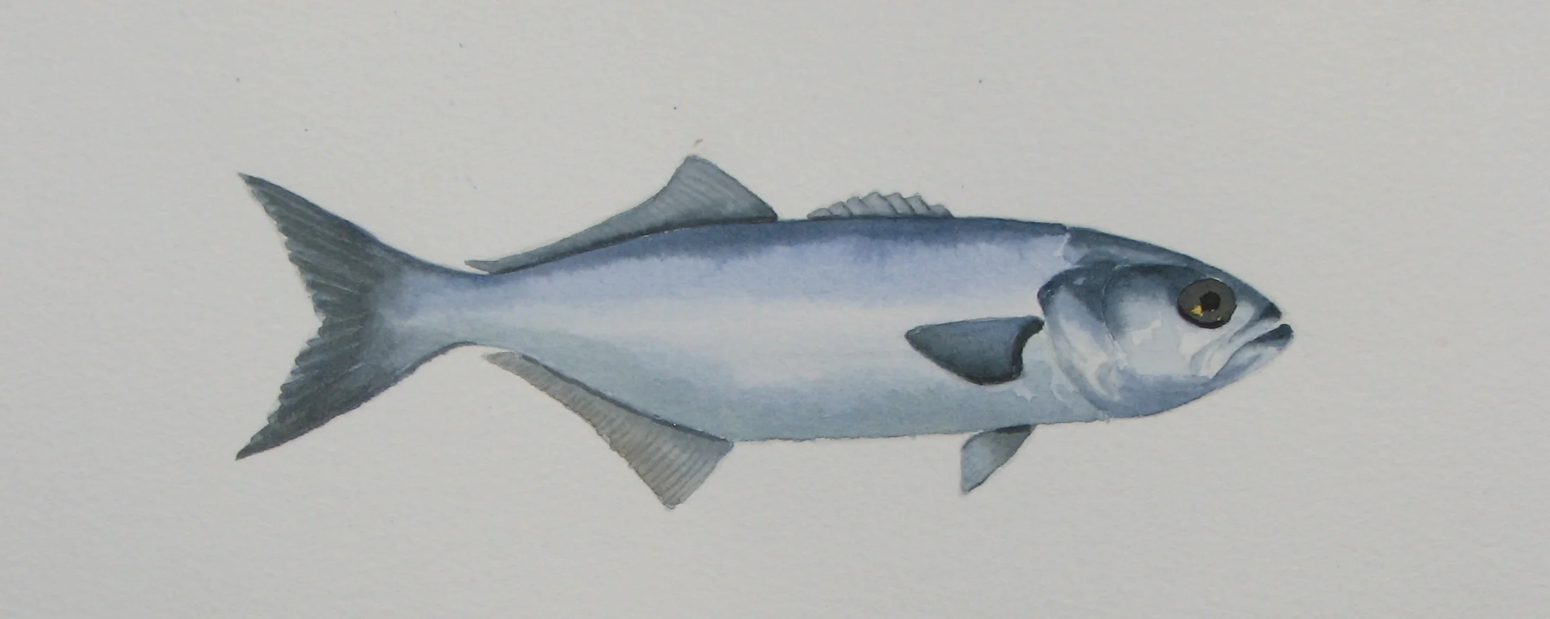 27-Bluefish.jpg