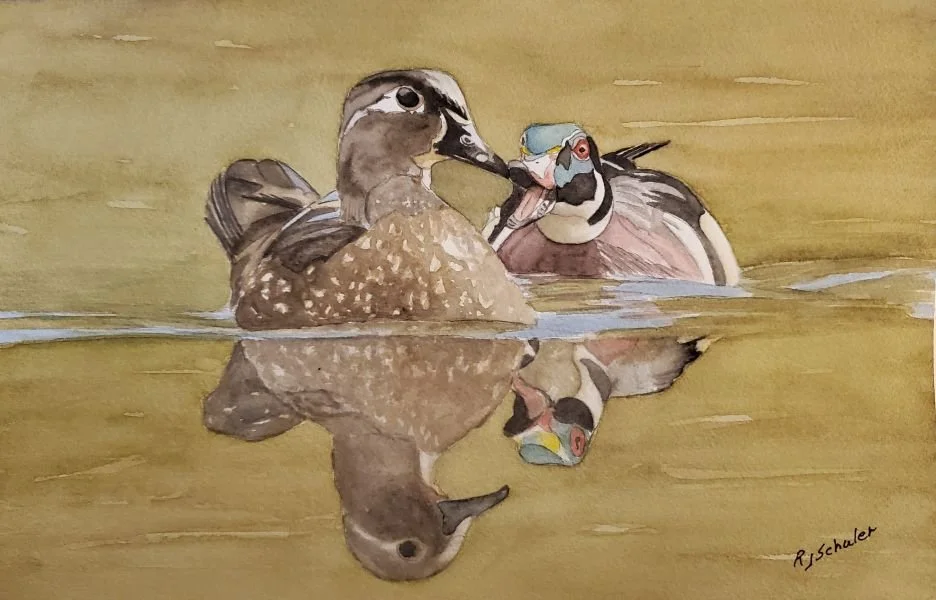 Pair of Wood Ducks; Drake and Hen