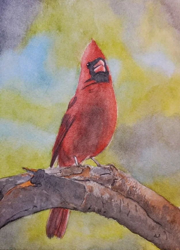 Northern Red Cardinal