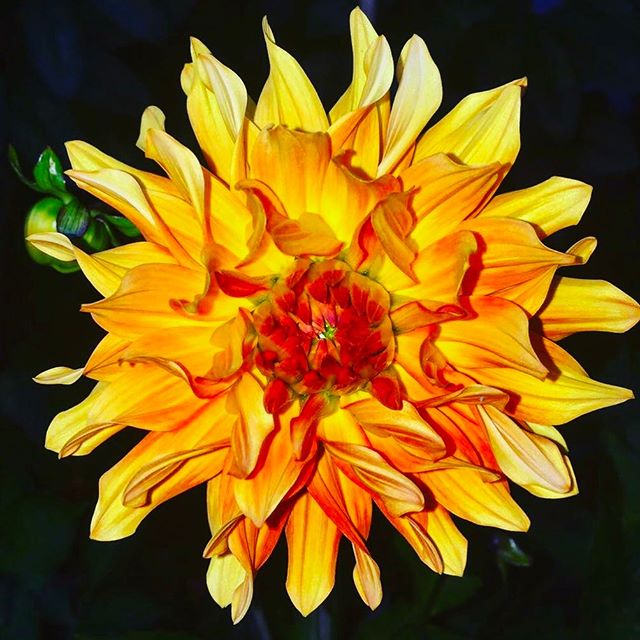 CREATION THROUGH LOVE . RENEWAL Natures gift of beauty. Unity. Perfection. Acceptance. Compassion. Hope..Trust. Gratitude. Happiness #wisdom #mindulness #arttherapy #growth #positivevibes  #discovery #empowerment #sydney
