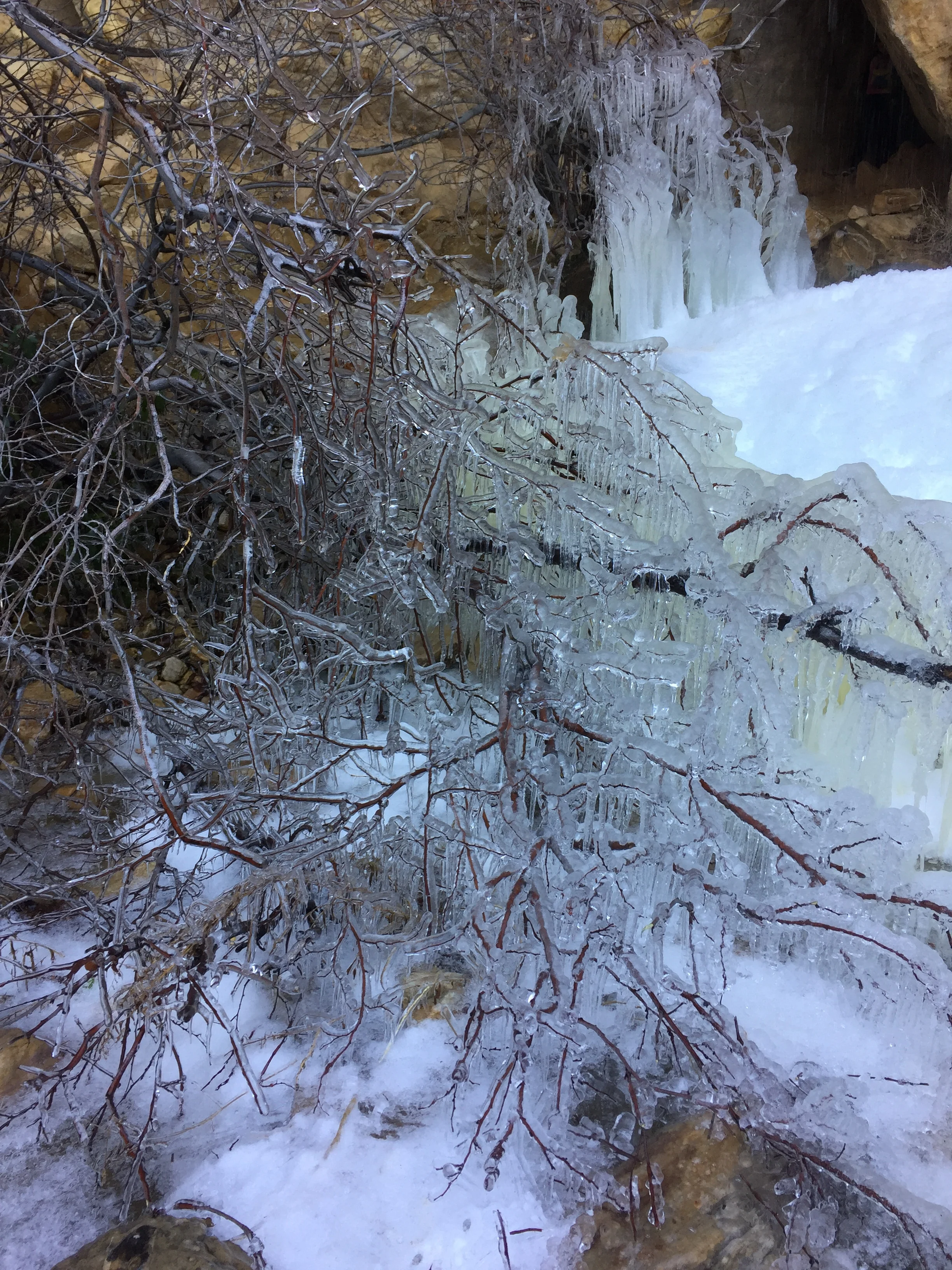 Frozen branches.