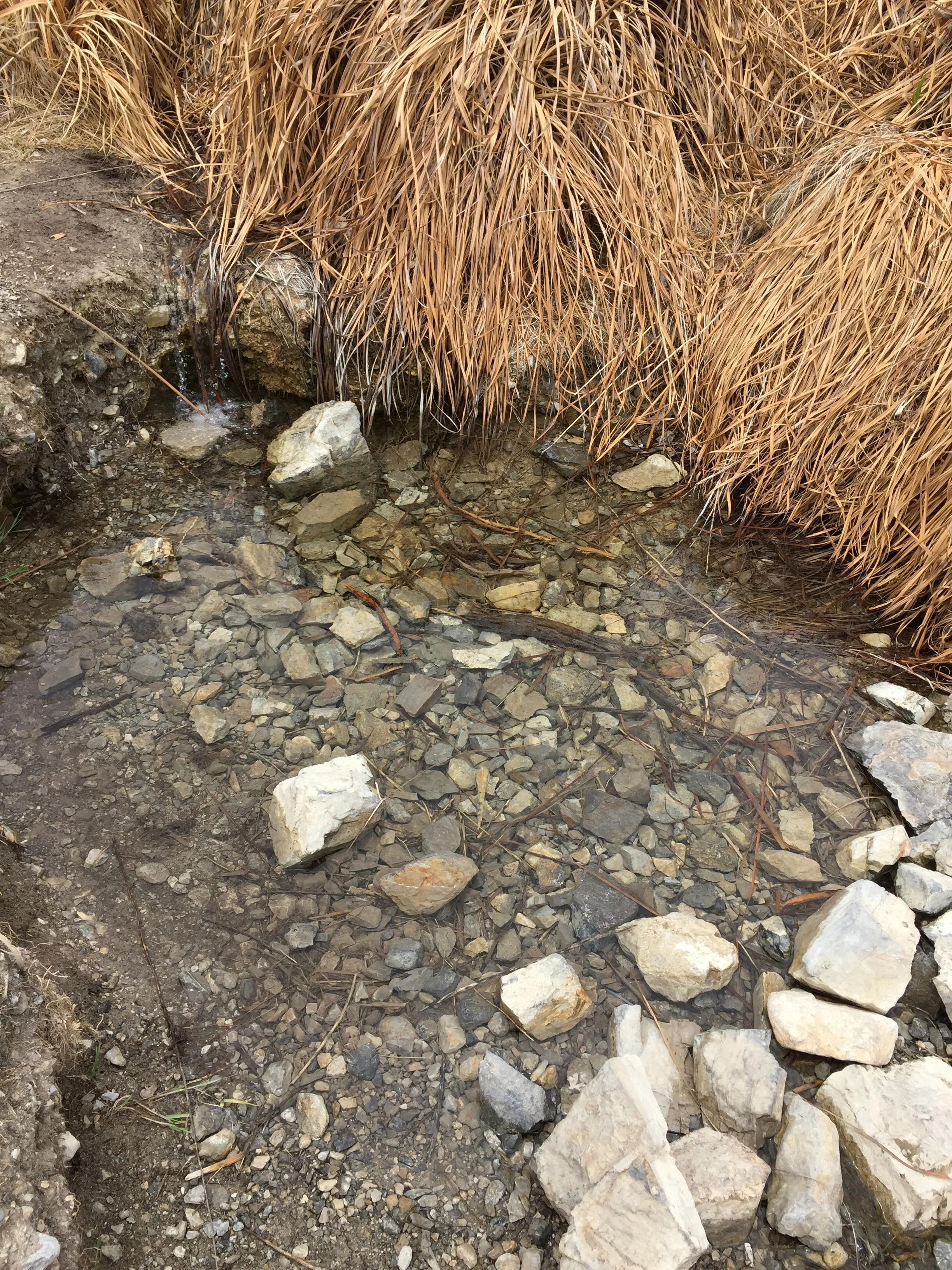 Springs depending on the season. 