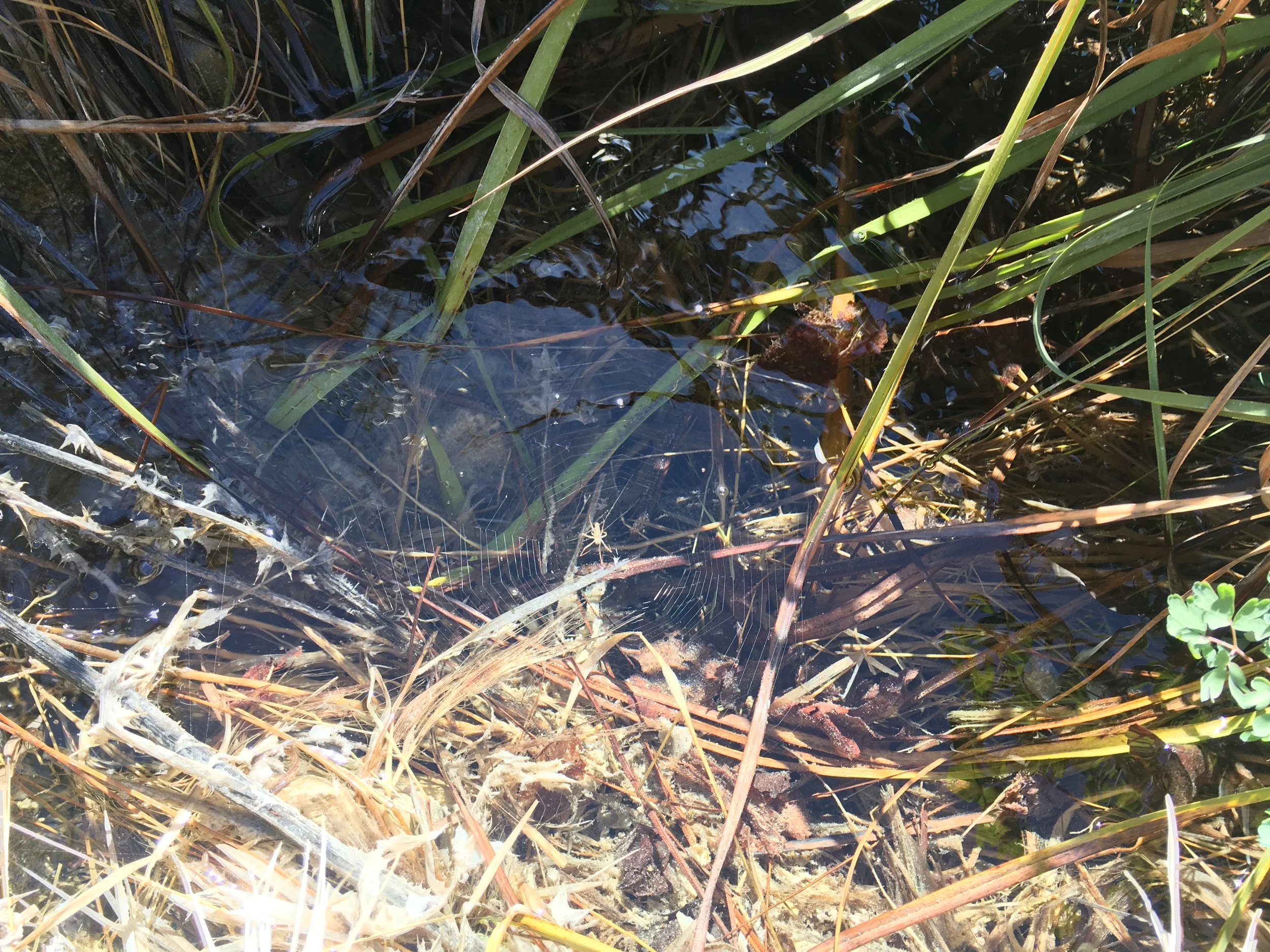 Spider and web on the water. 