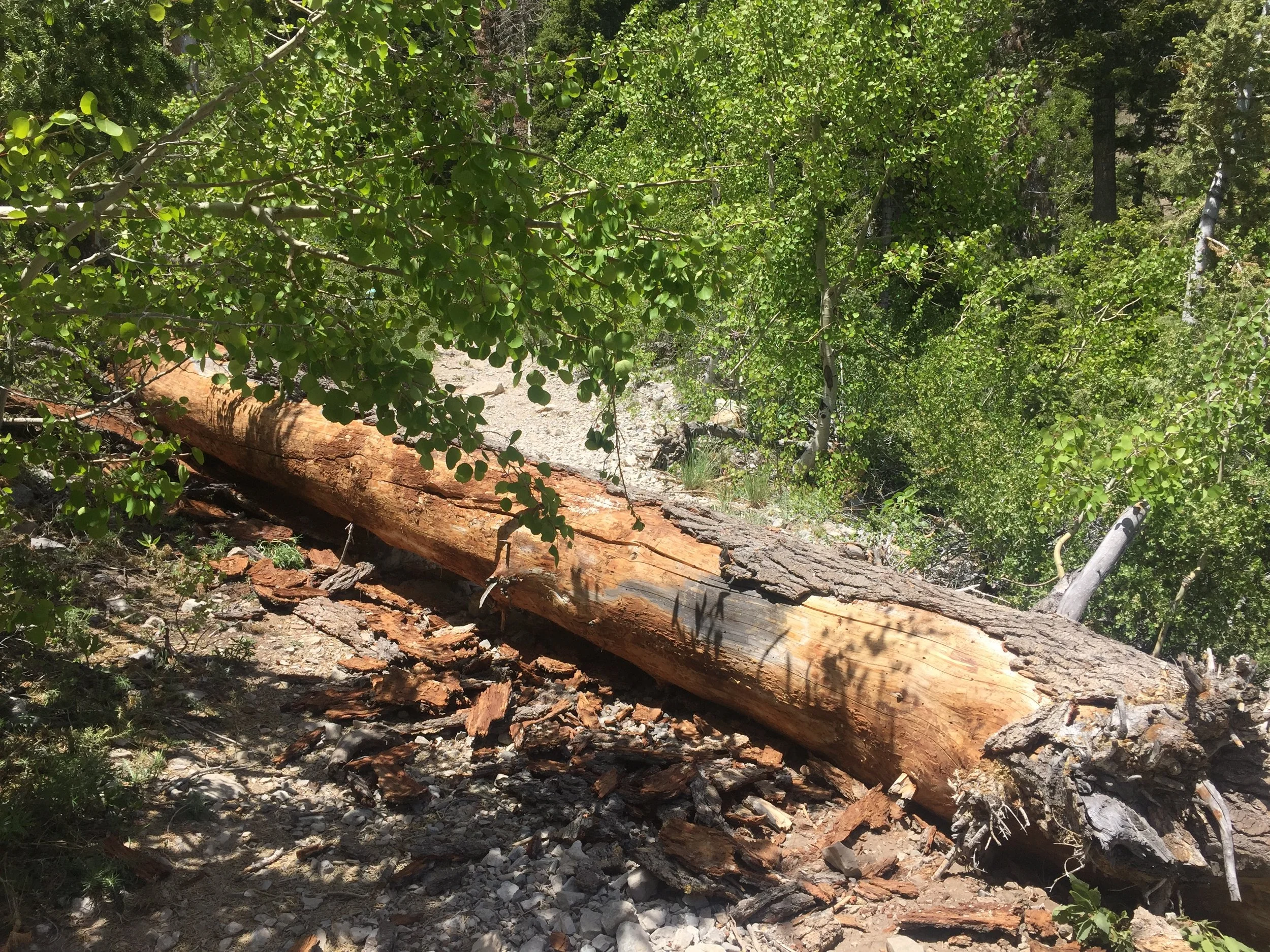 Warning: a massive tree fell on the trail while we were there. 