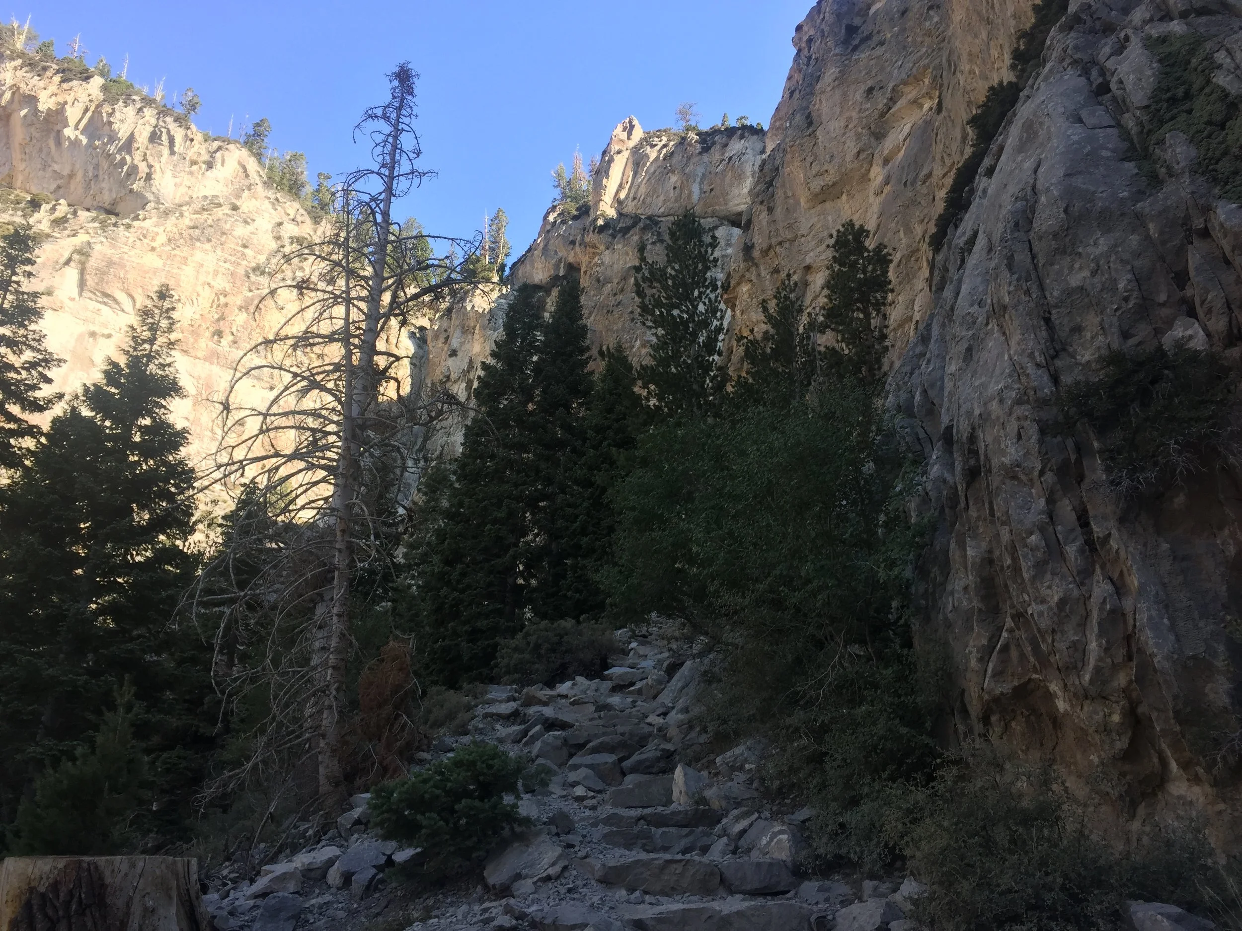 Mt. Charleston, Nevada