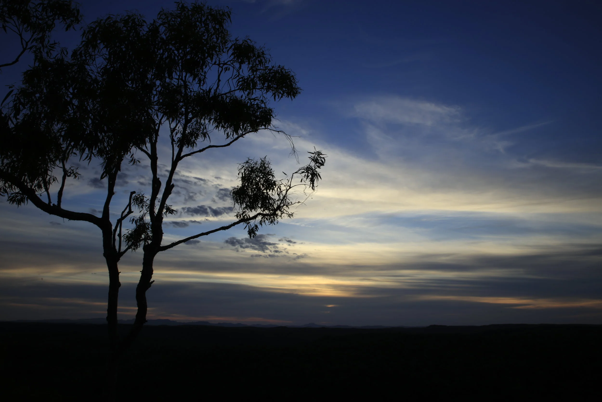 Pilliga Dusk